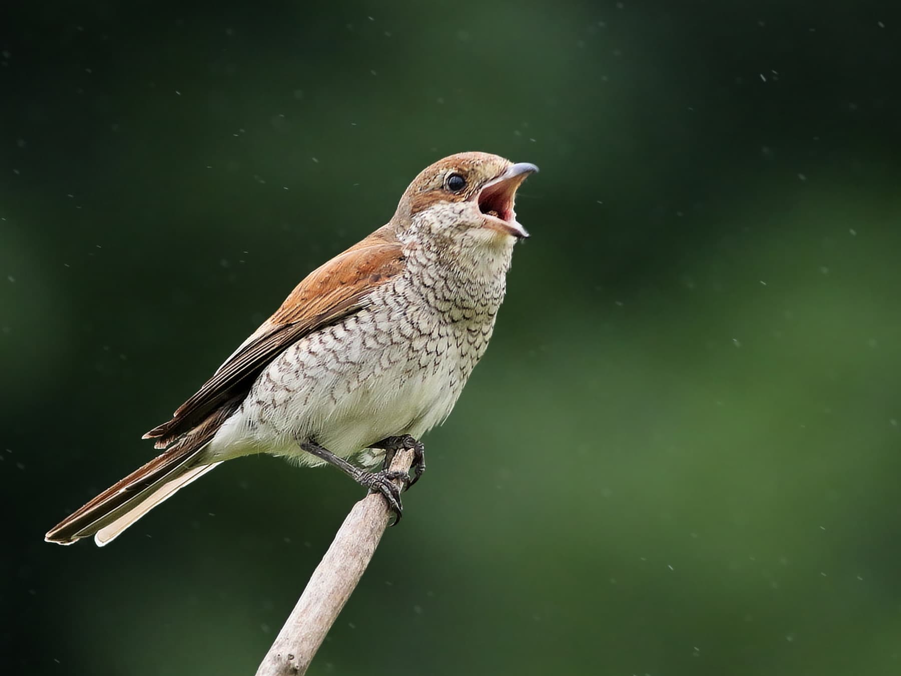 Female Red-backed Shrike sitting on a branch singing