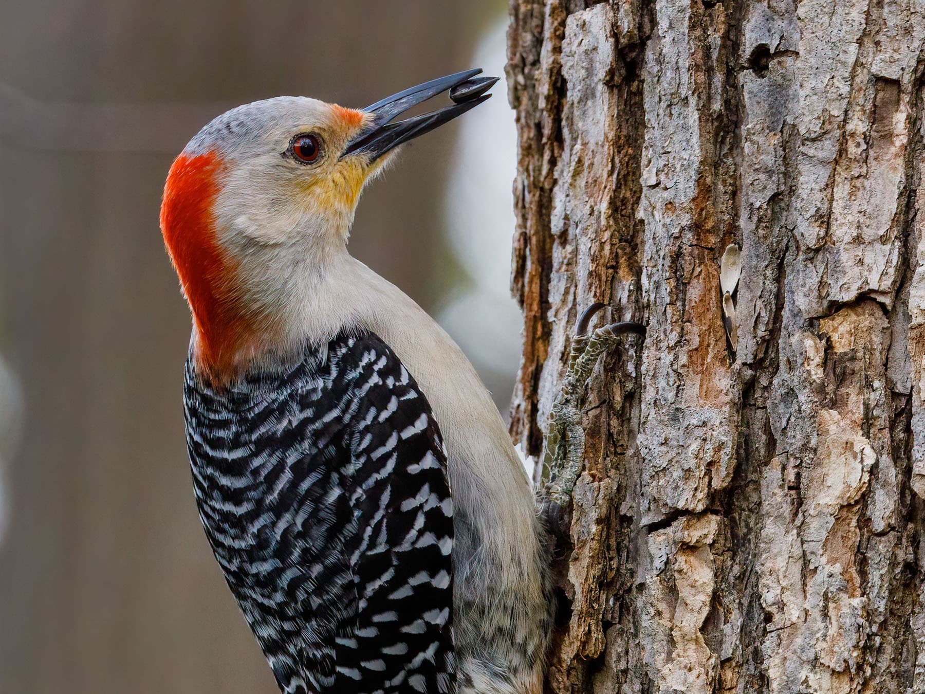 Female red bellied woodpecker close