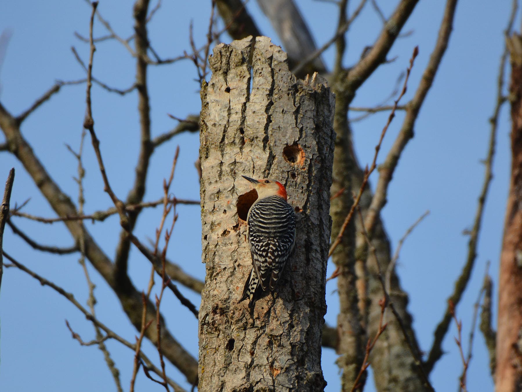 Female red bellied woodpecker nesting