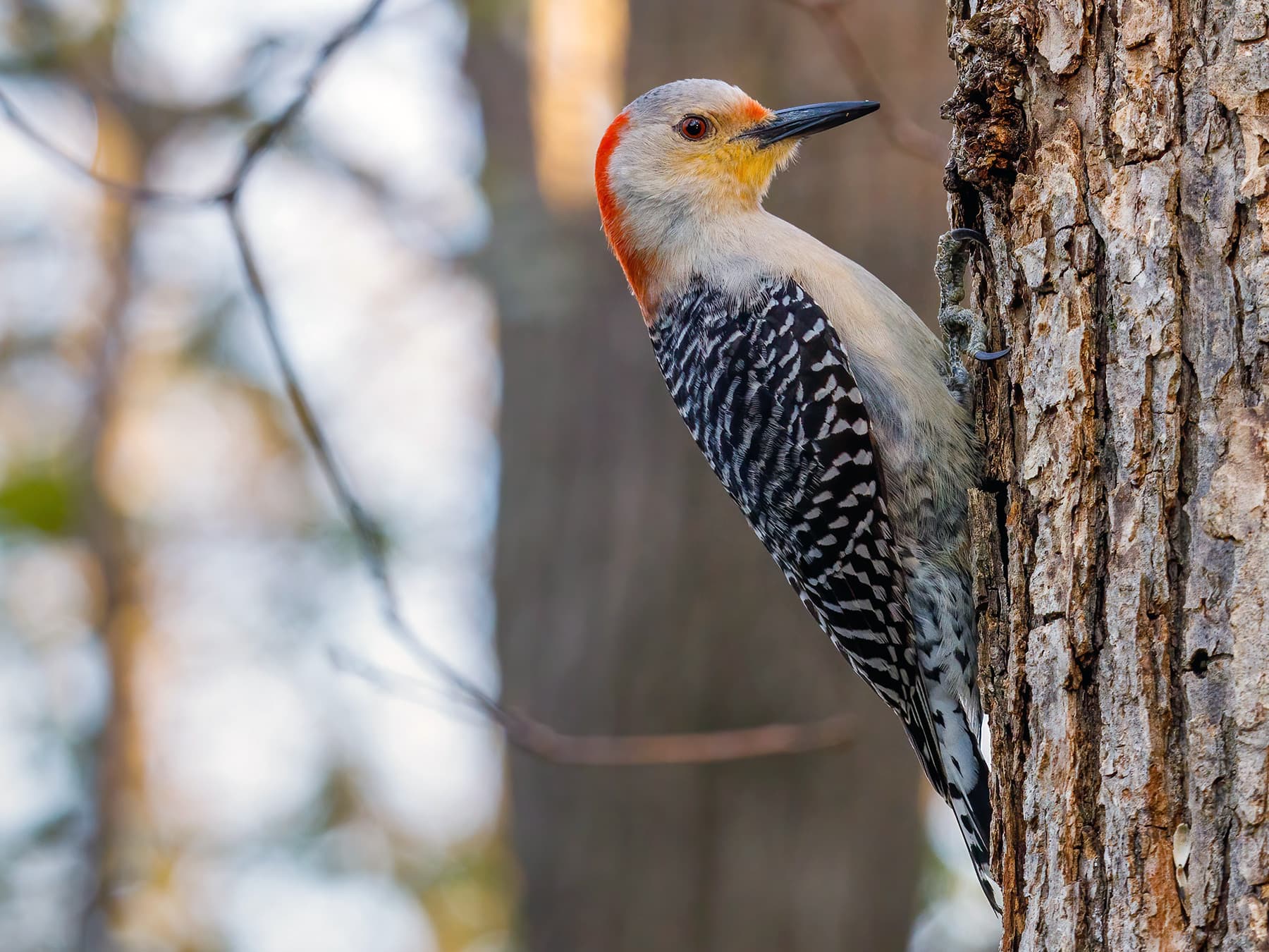 Red-bellied Woodpecker Female