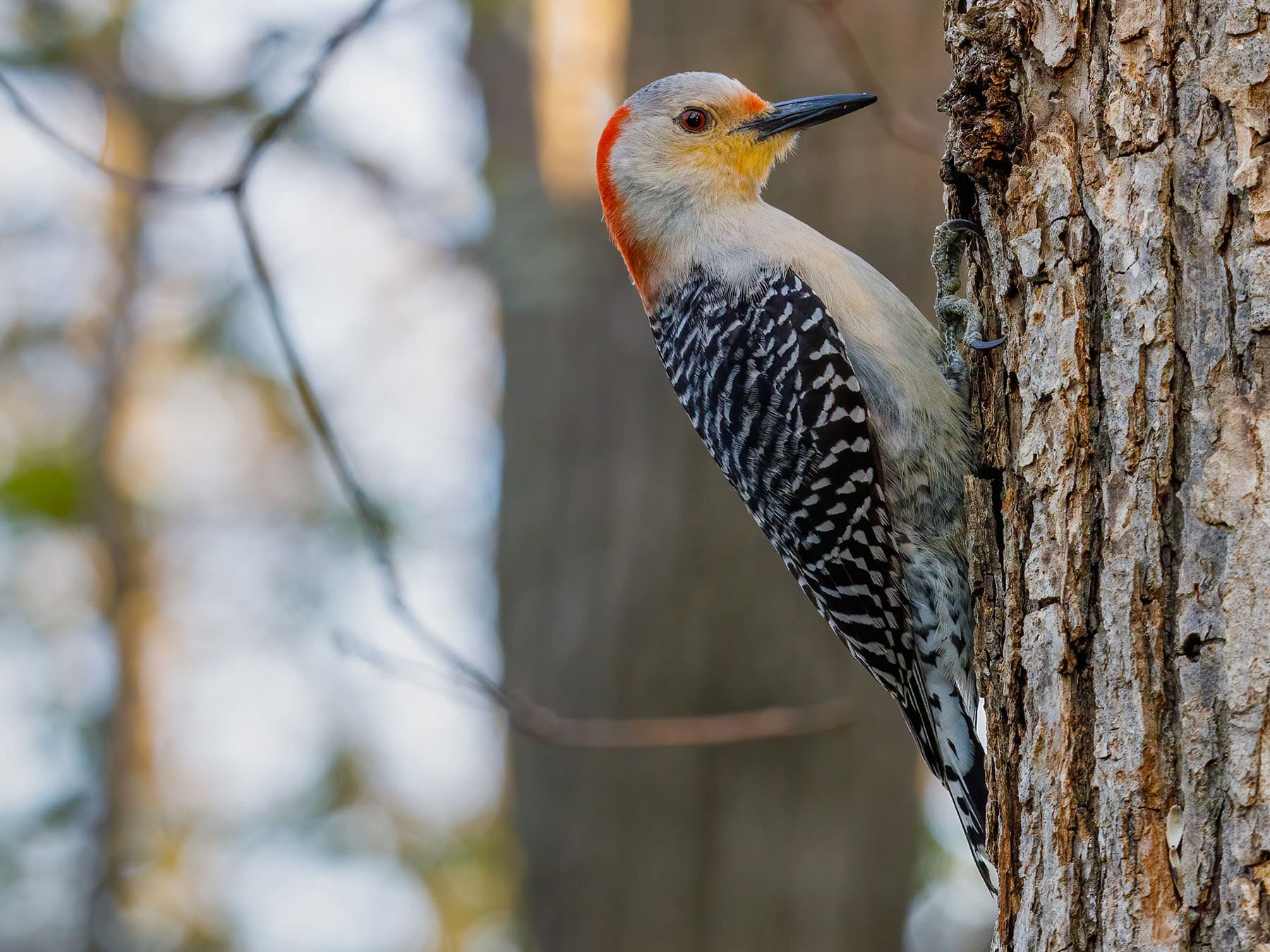 Female red bellied woodpecker on tree