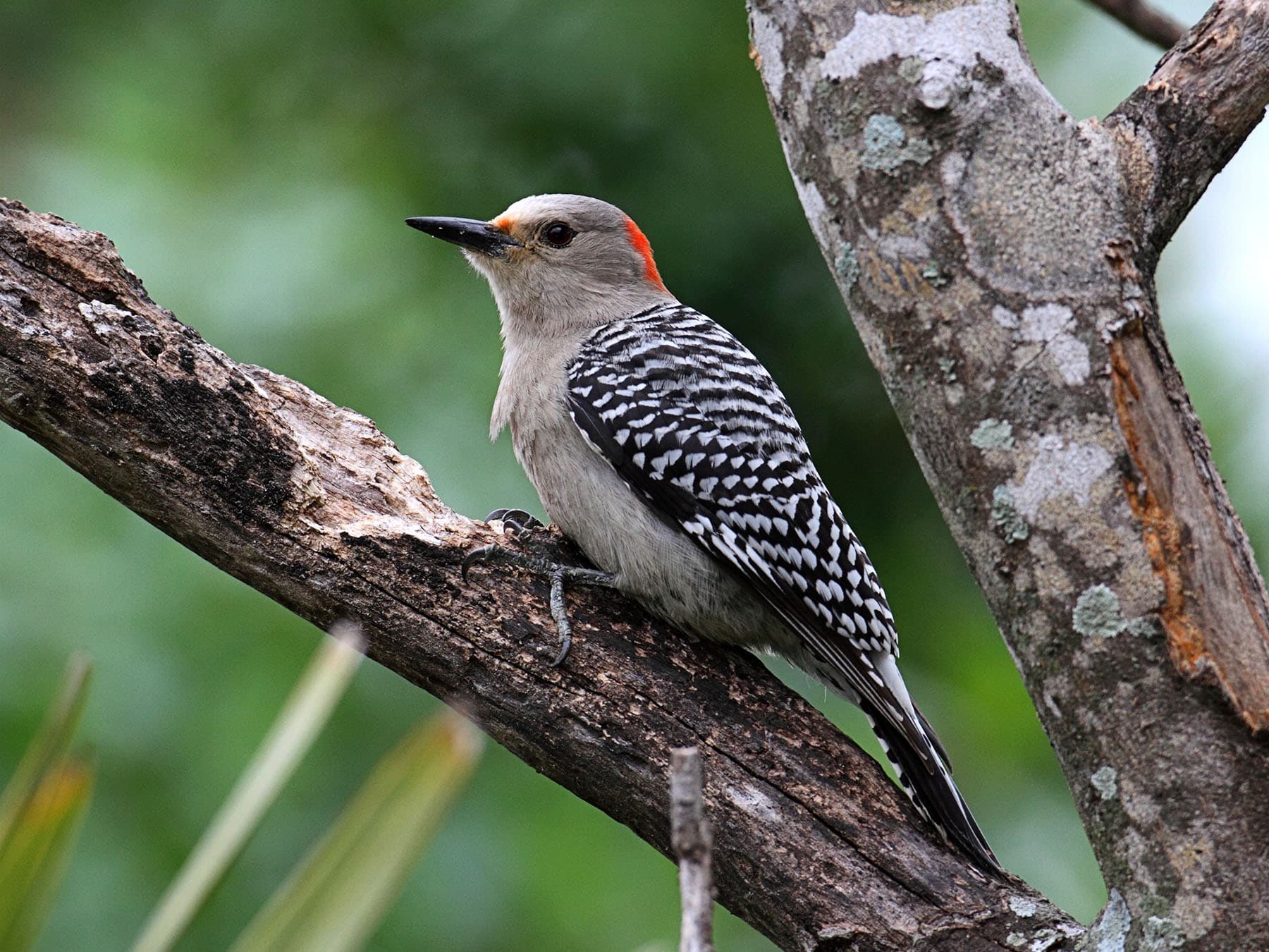 Female red bellied woodpeckers
