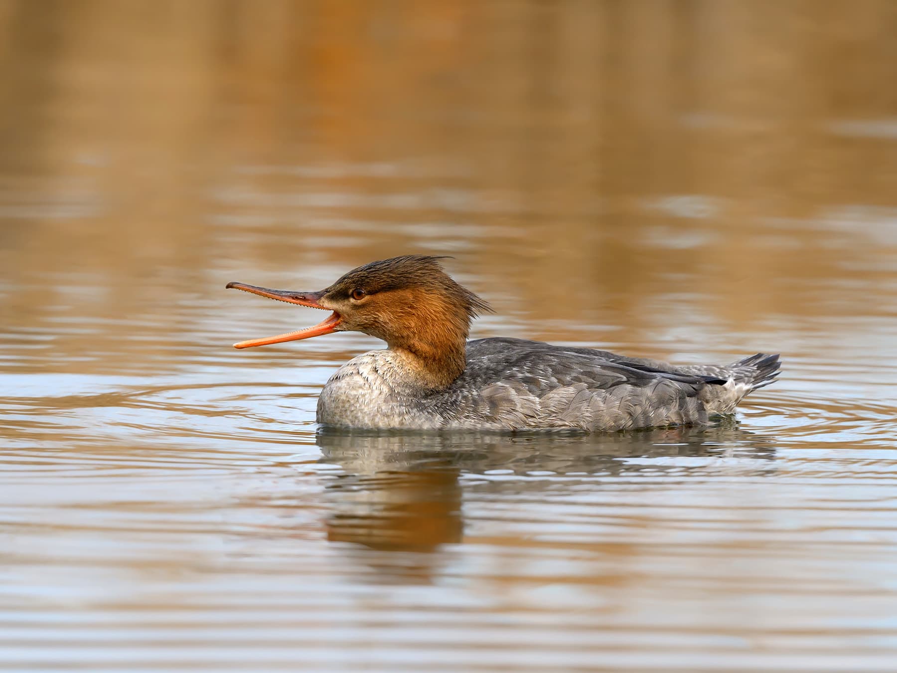 Female Red-Breasted Merganser calling