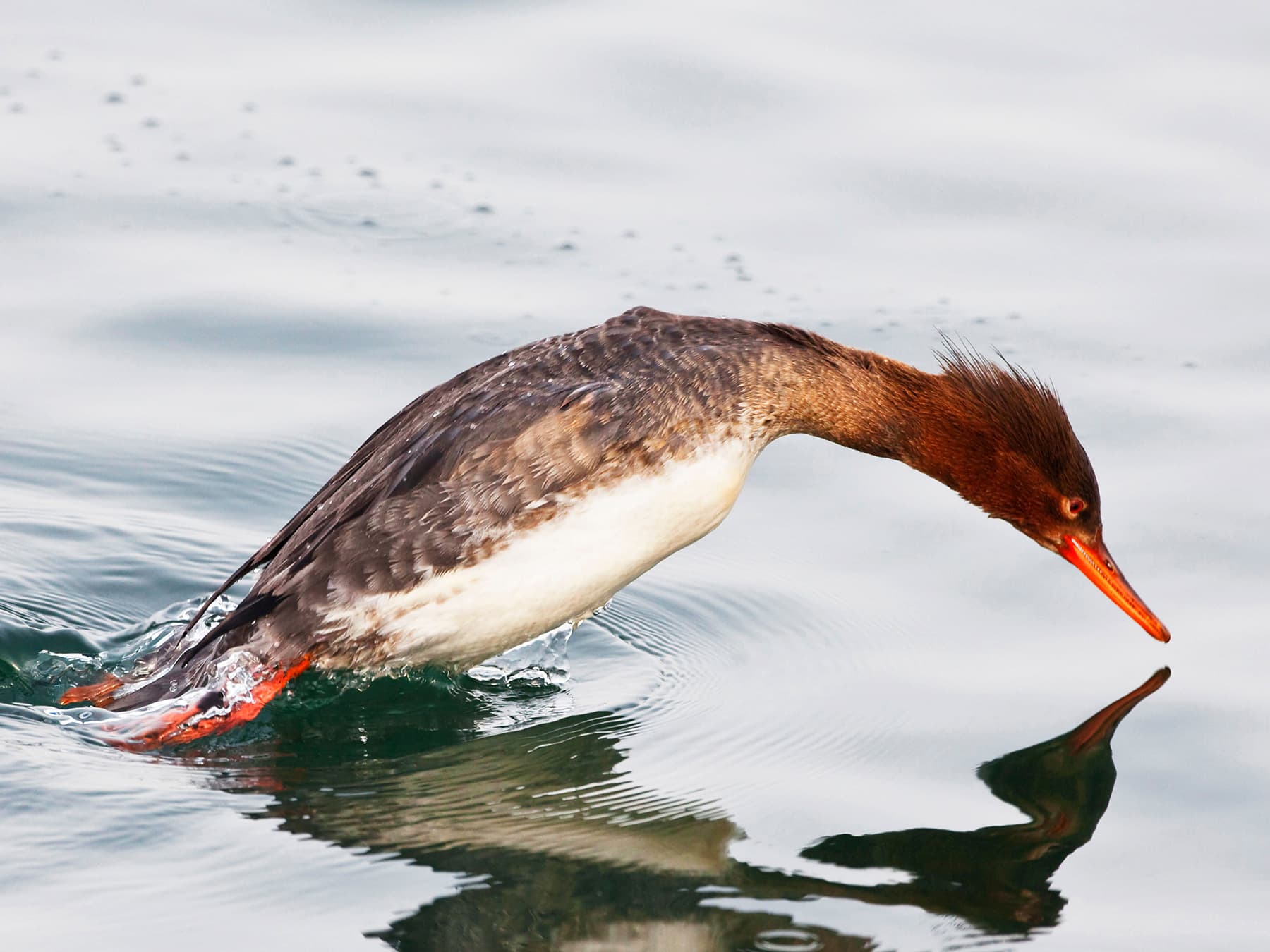 Female Red-Breasted Merganser diving for fish
