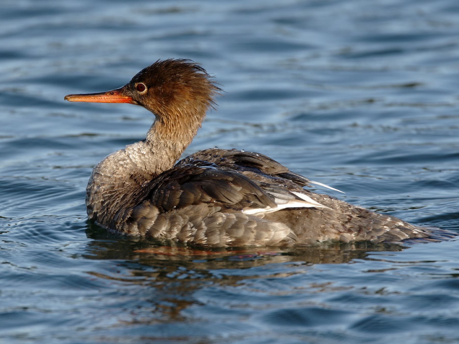 Female Red-Breasted Merganser