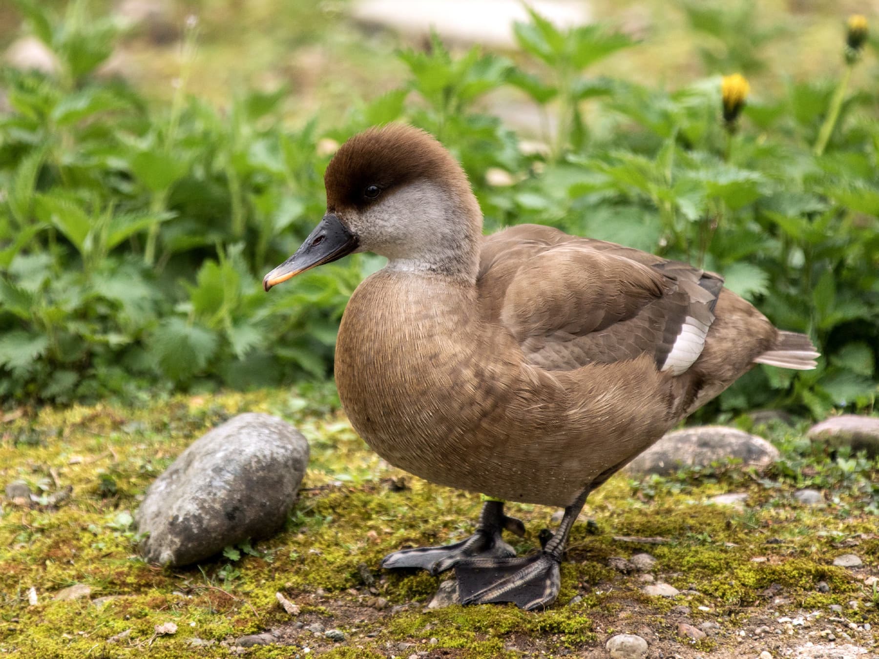 Female Red-crested Pochard in natural habitat