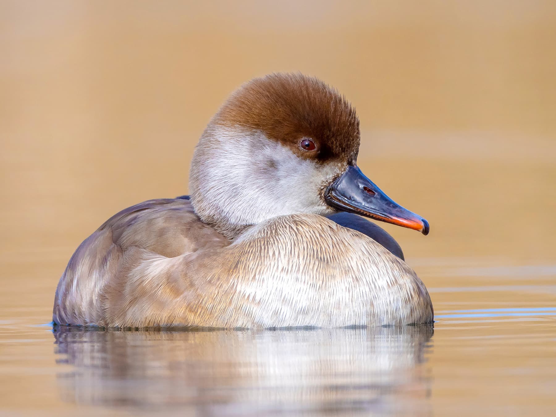 Female Red-crested Pochard resting on the water