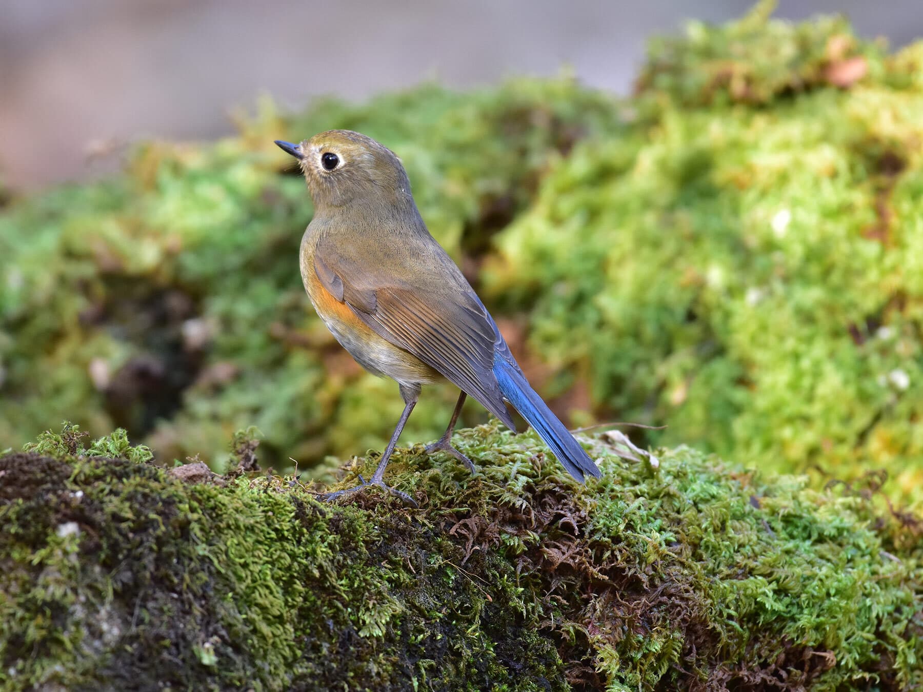 Female Red-flanked Bluetail