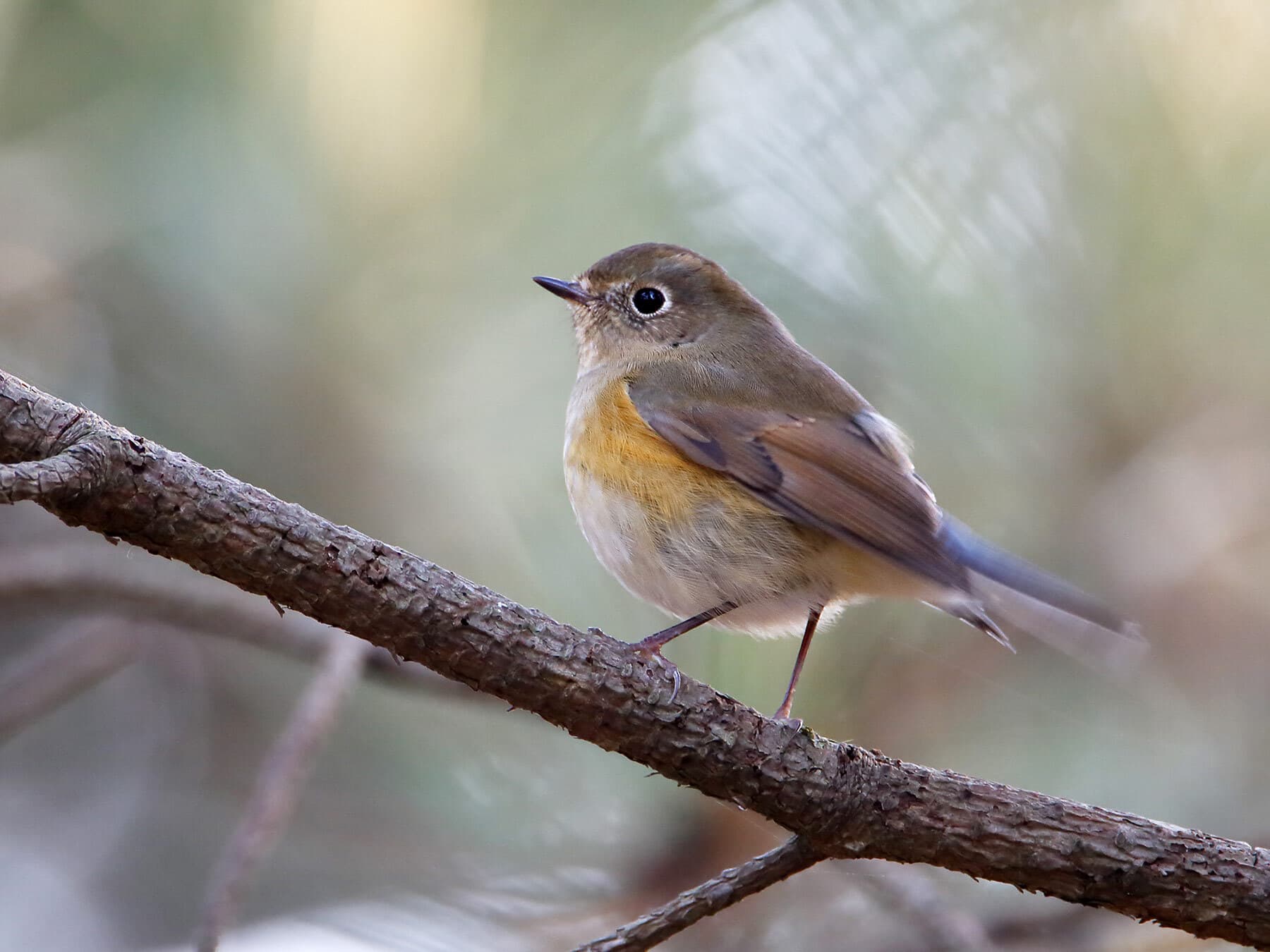 Female Red-flanked Bluetail