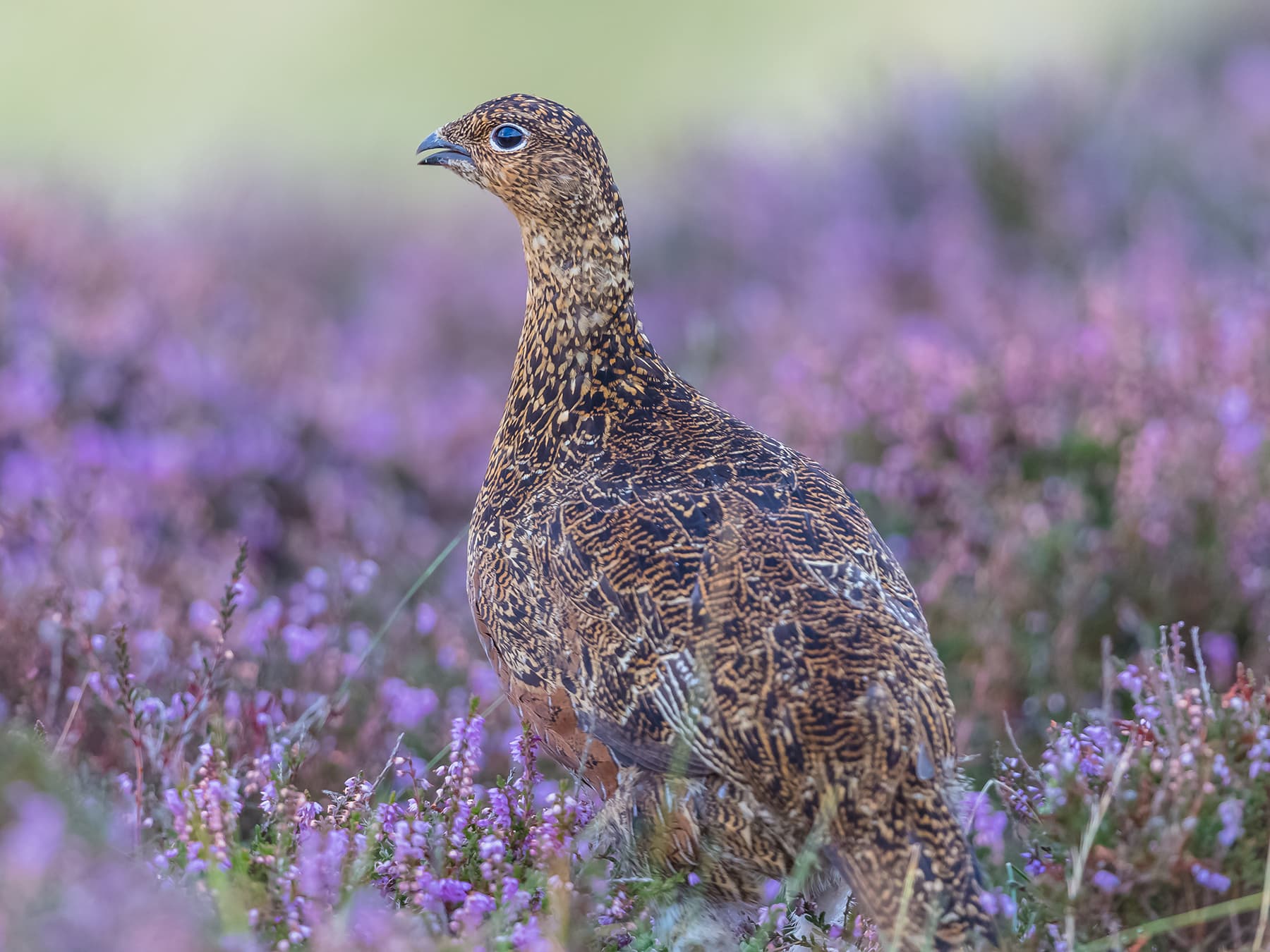 Female Red Grouse