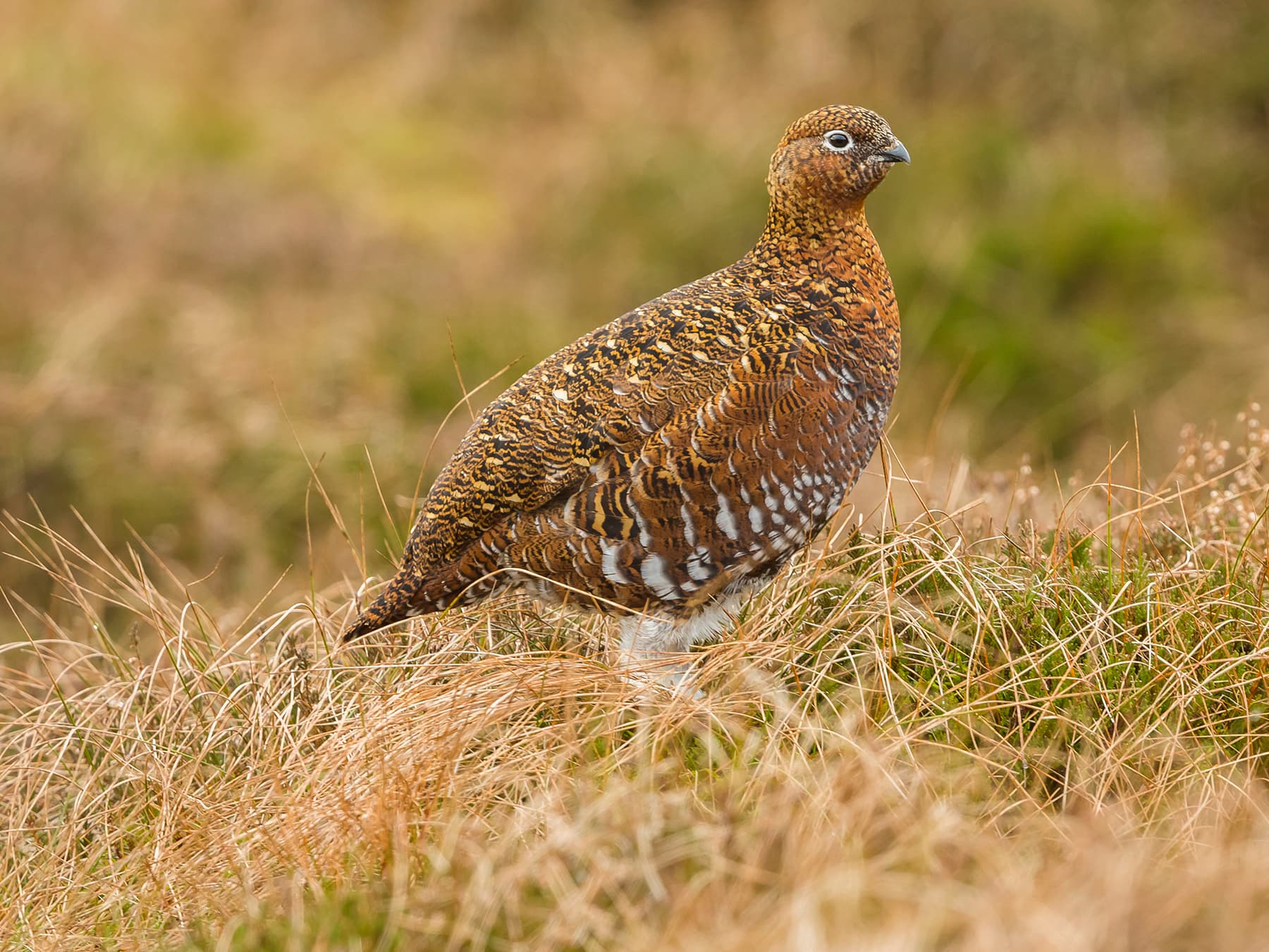 Female Red Grouse (hen)