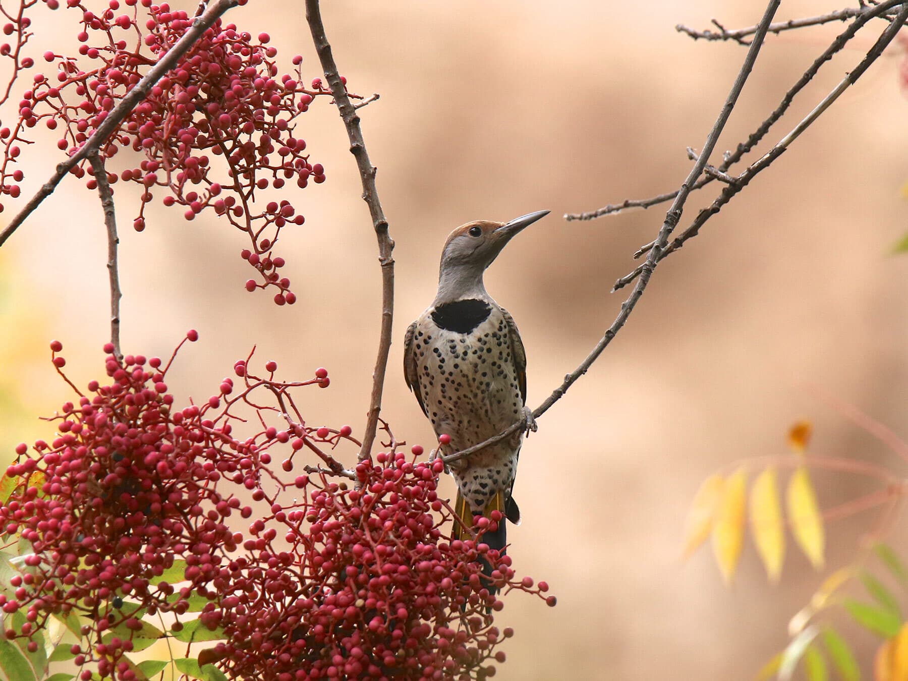 Female red shafted northern flicker