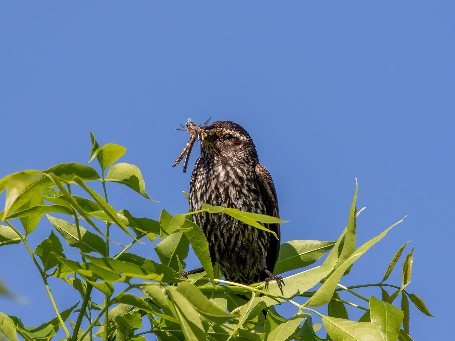 Female red winged blackbird