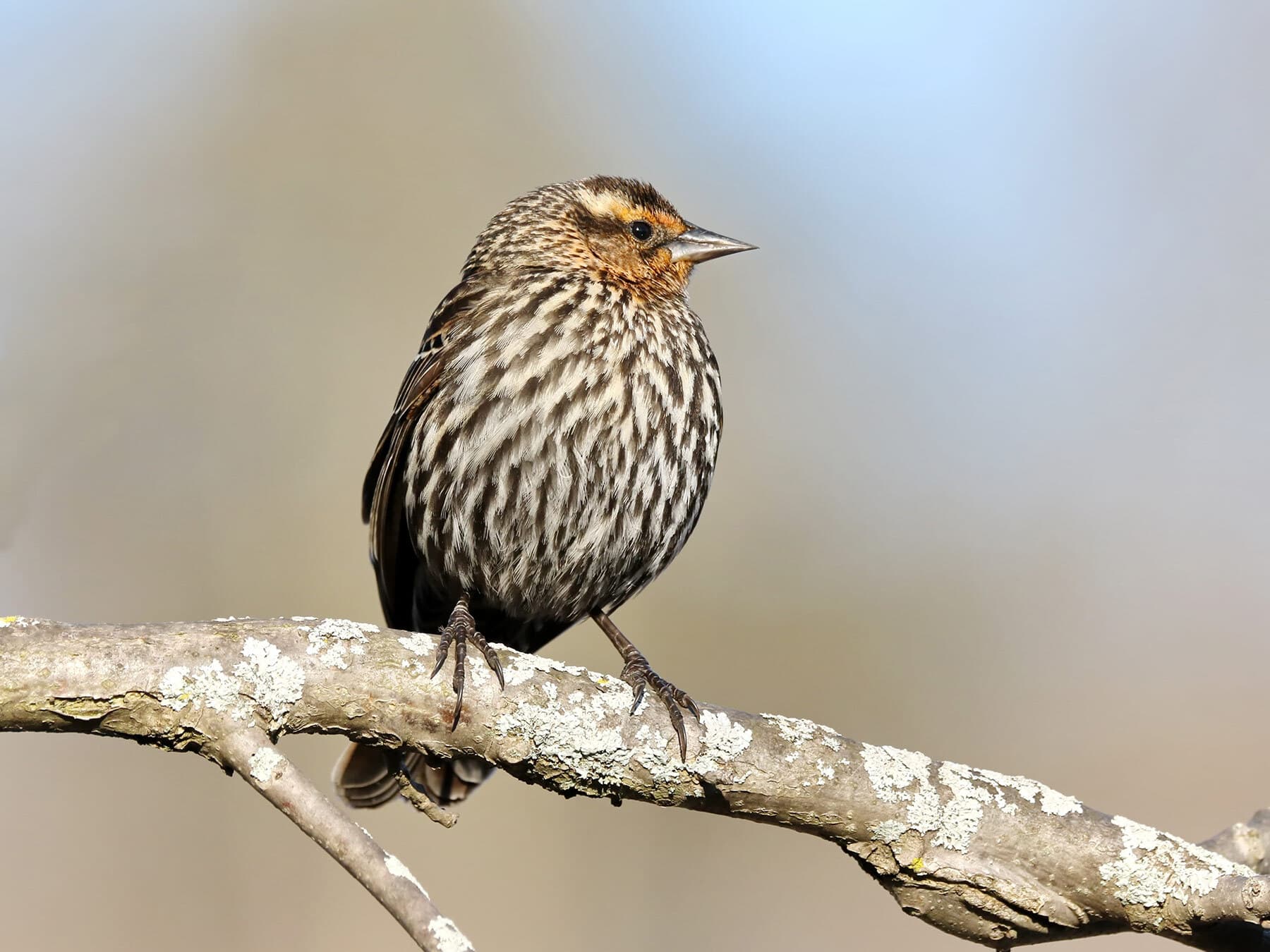 Female red winged blackbird