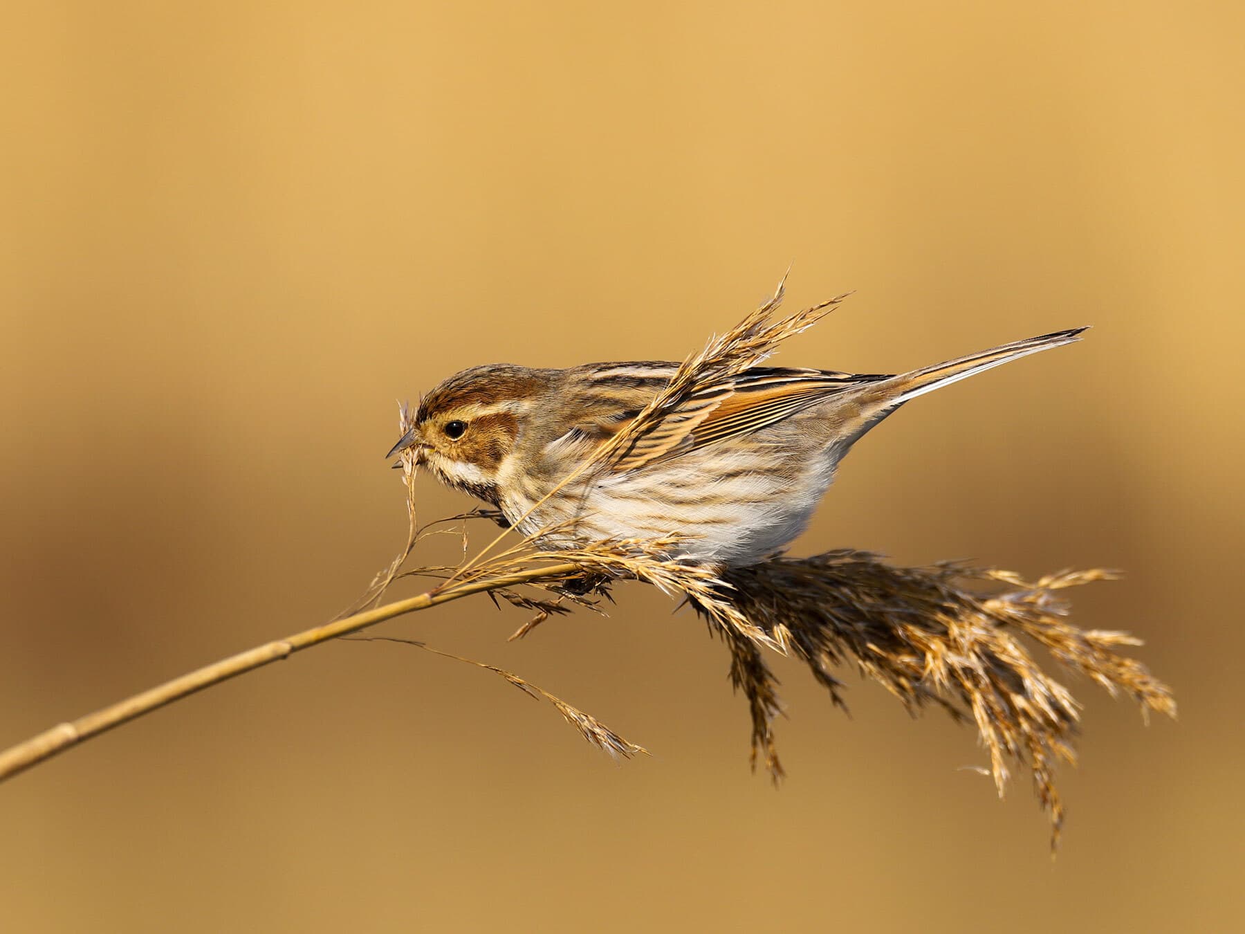 Female reed bunting