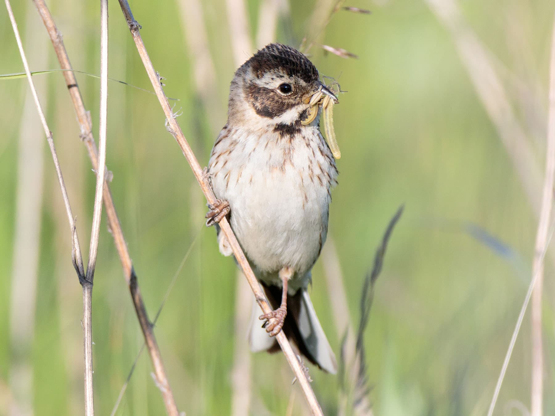 Female Reed Bunting gathering insects for hungry chicks in the nest