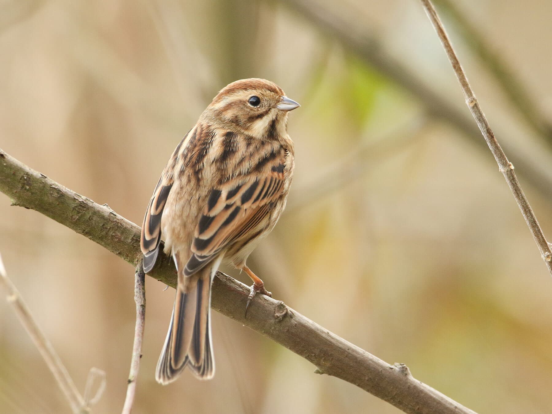 Female reed bunting