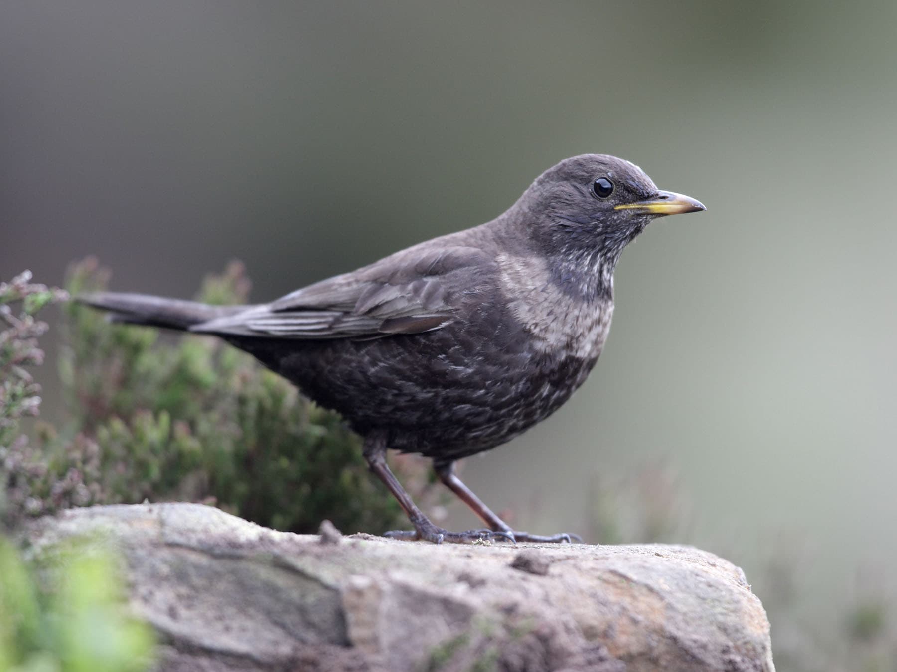 Female Ring Ouzel