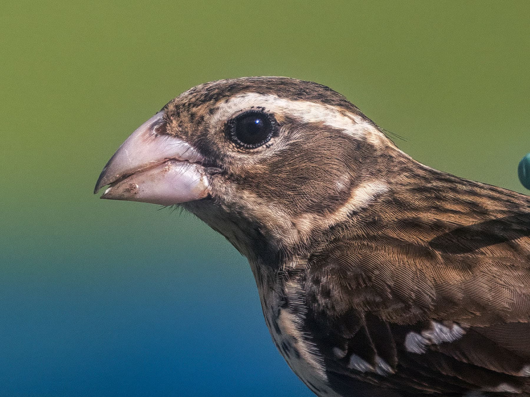 Portrait of a Rose-breasted Grosbeak