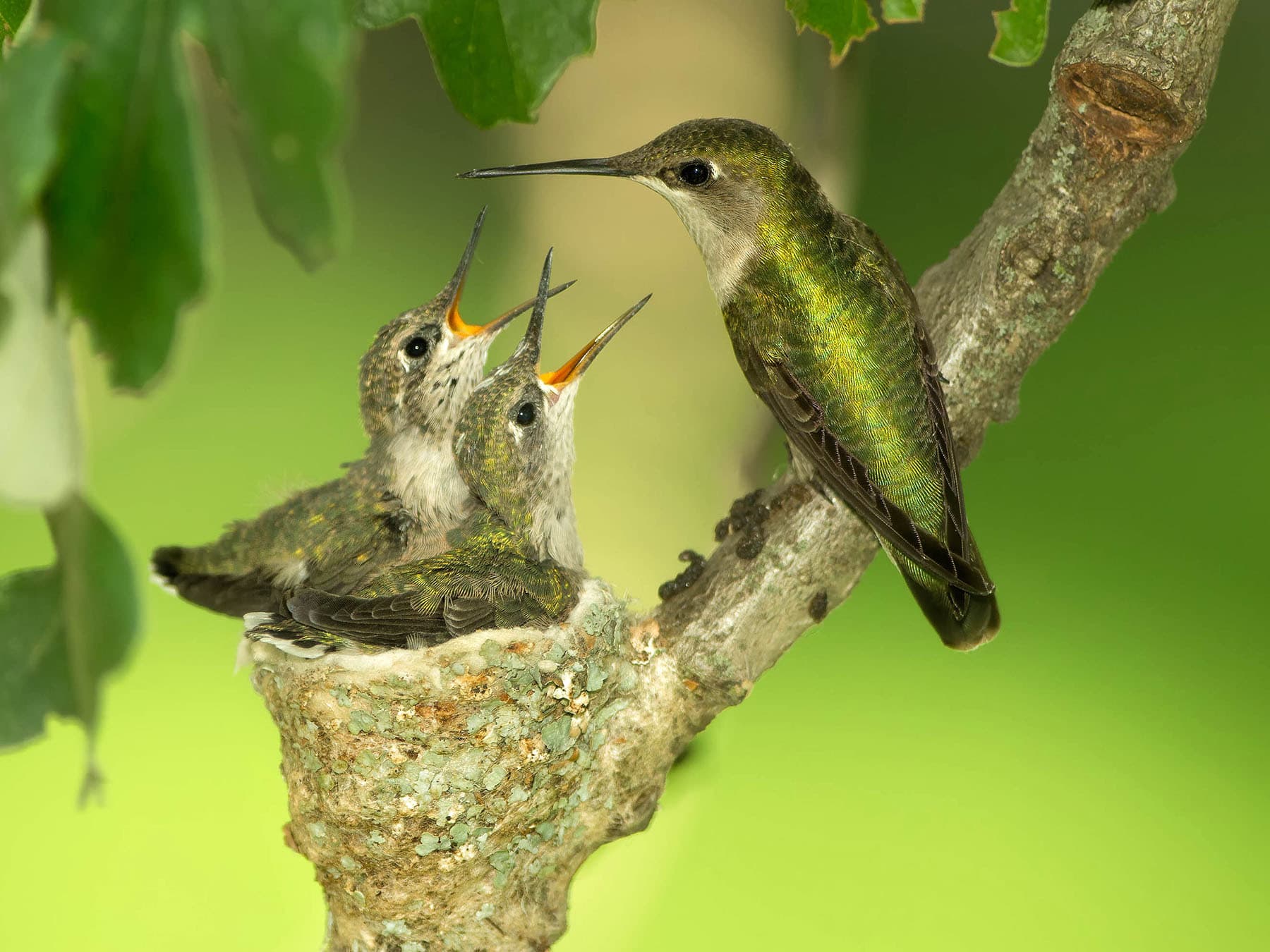 Female Ruby-throated Hummingbird at nest with her young