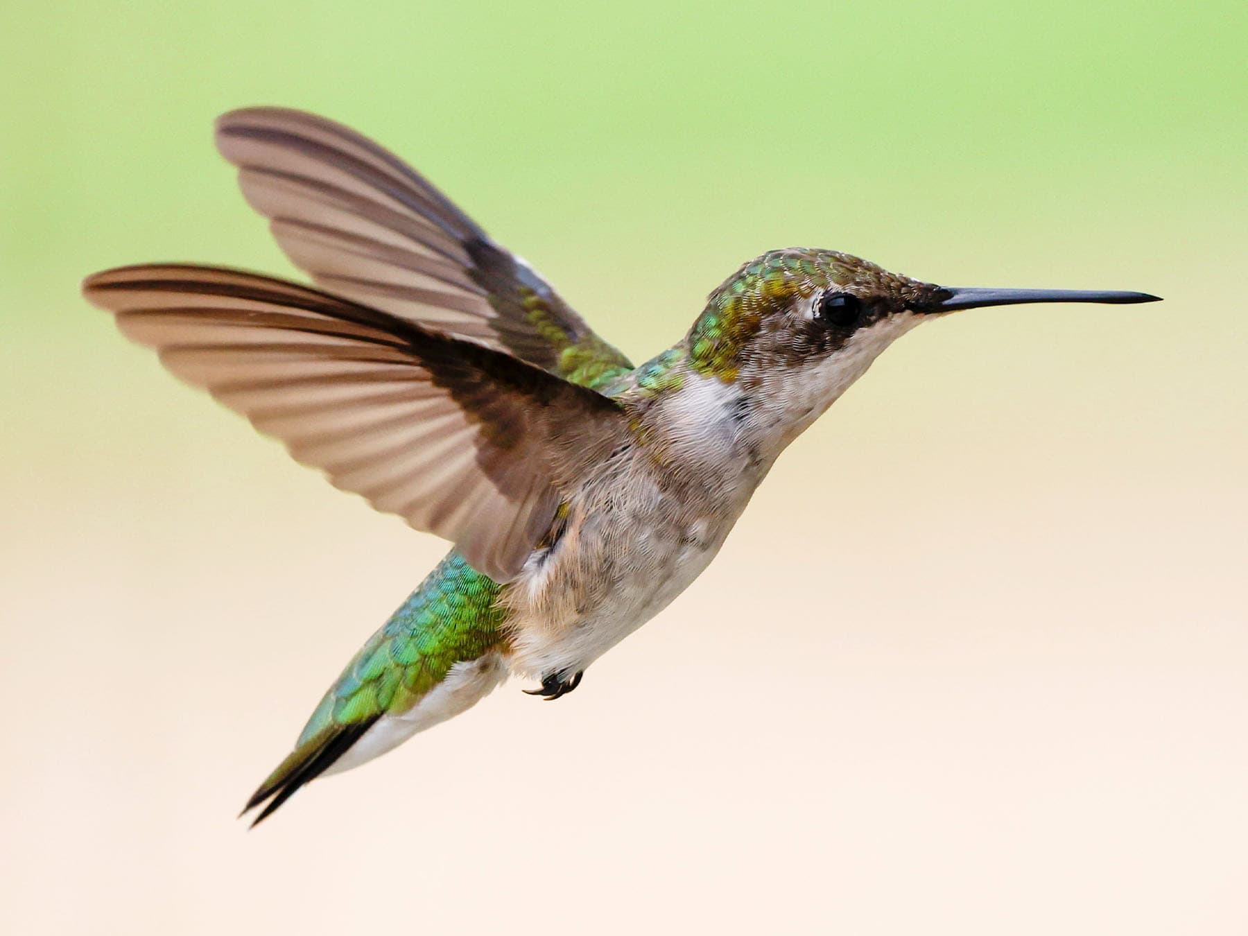 Female Ruby-throated Hummingbird