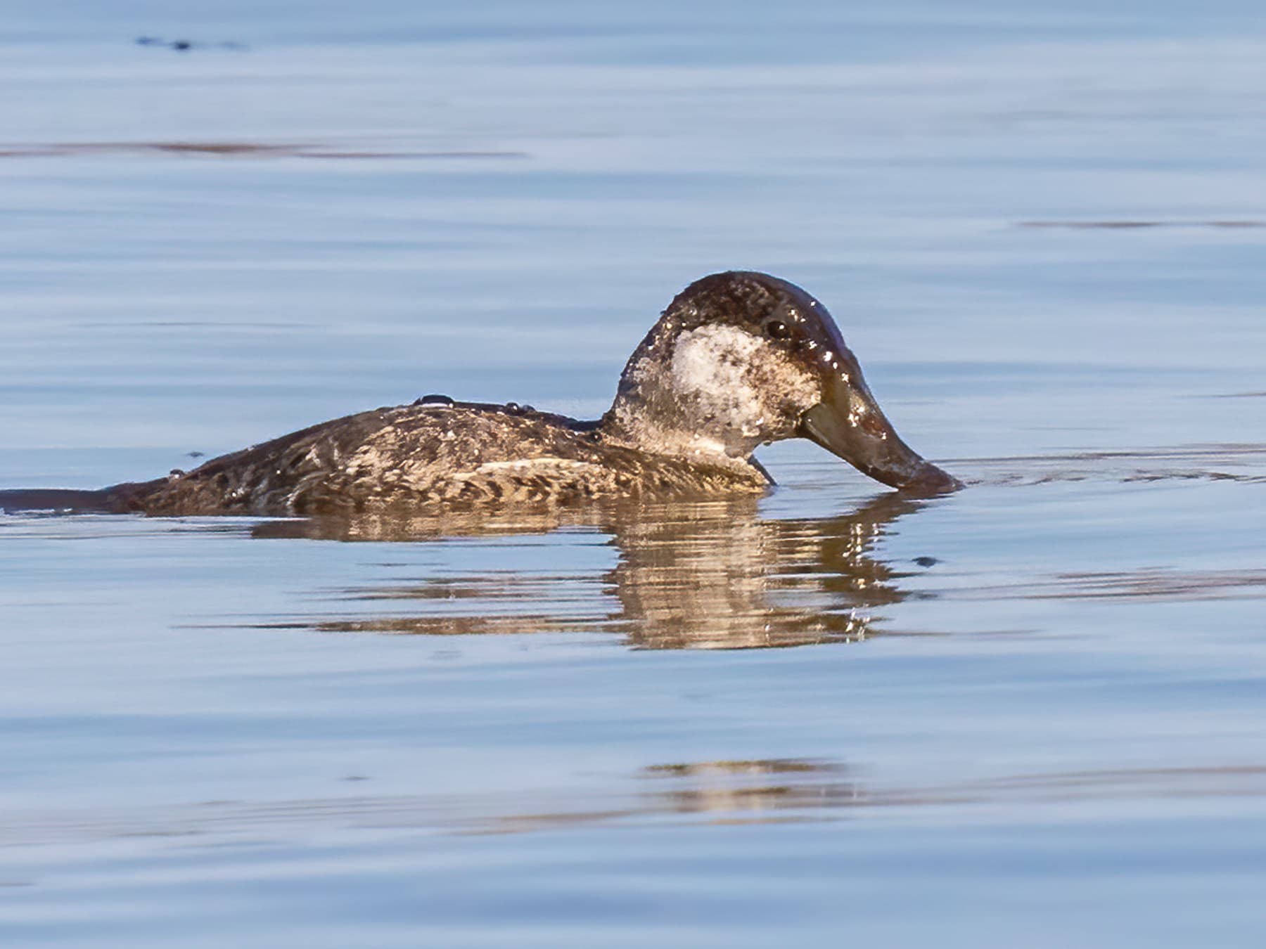 Ruddy Duck feeding on the reservoir