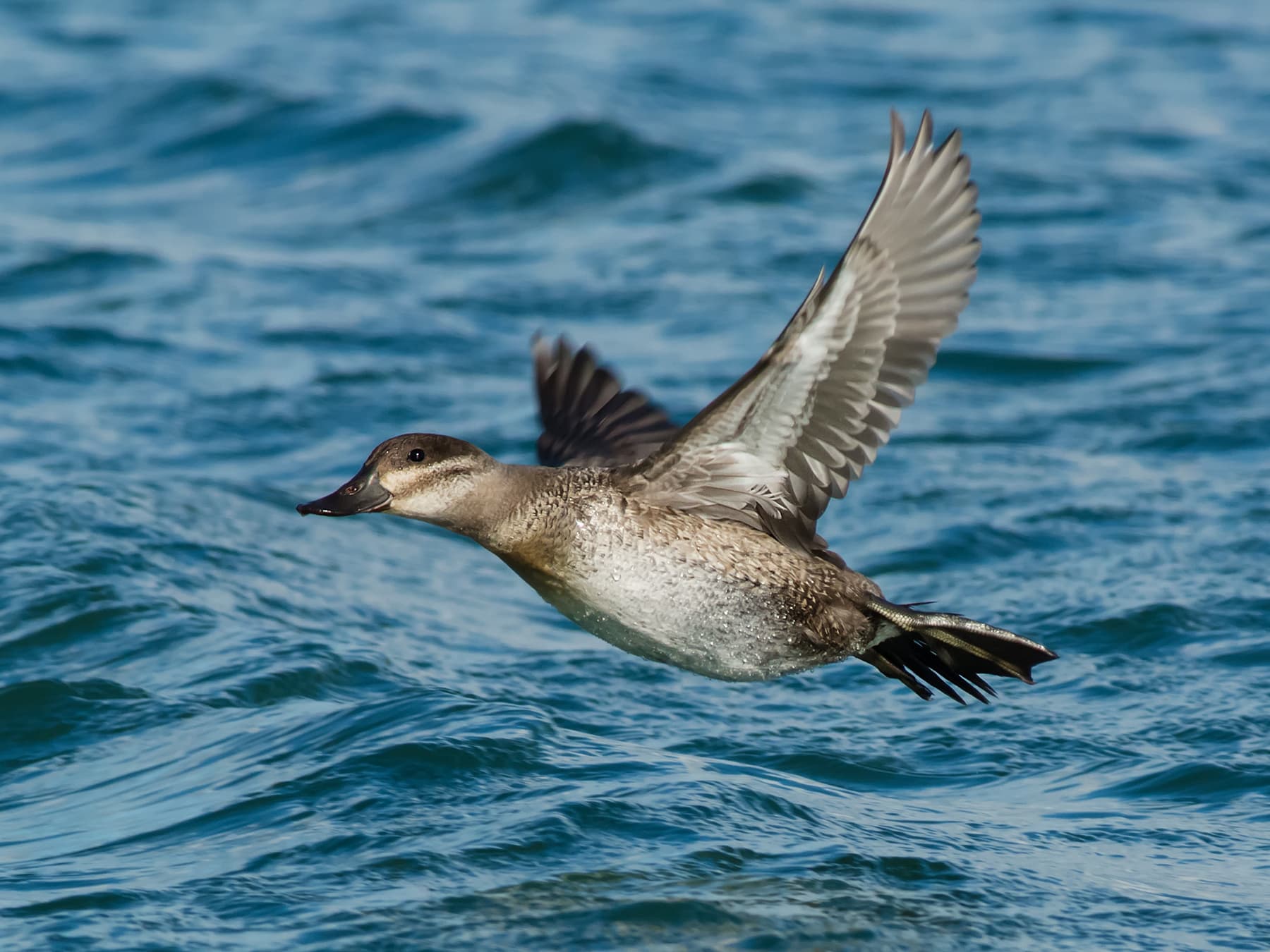 Female Ruddy Duck in-flight