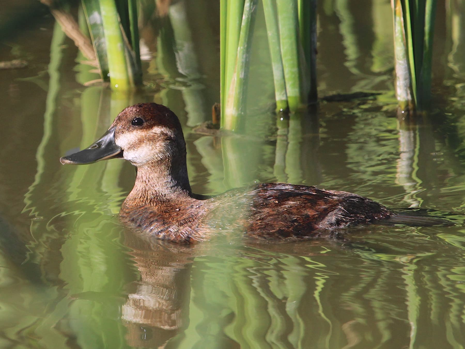 Female Ruddy Duck