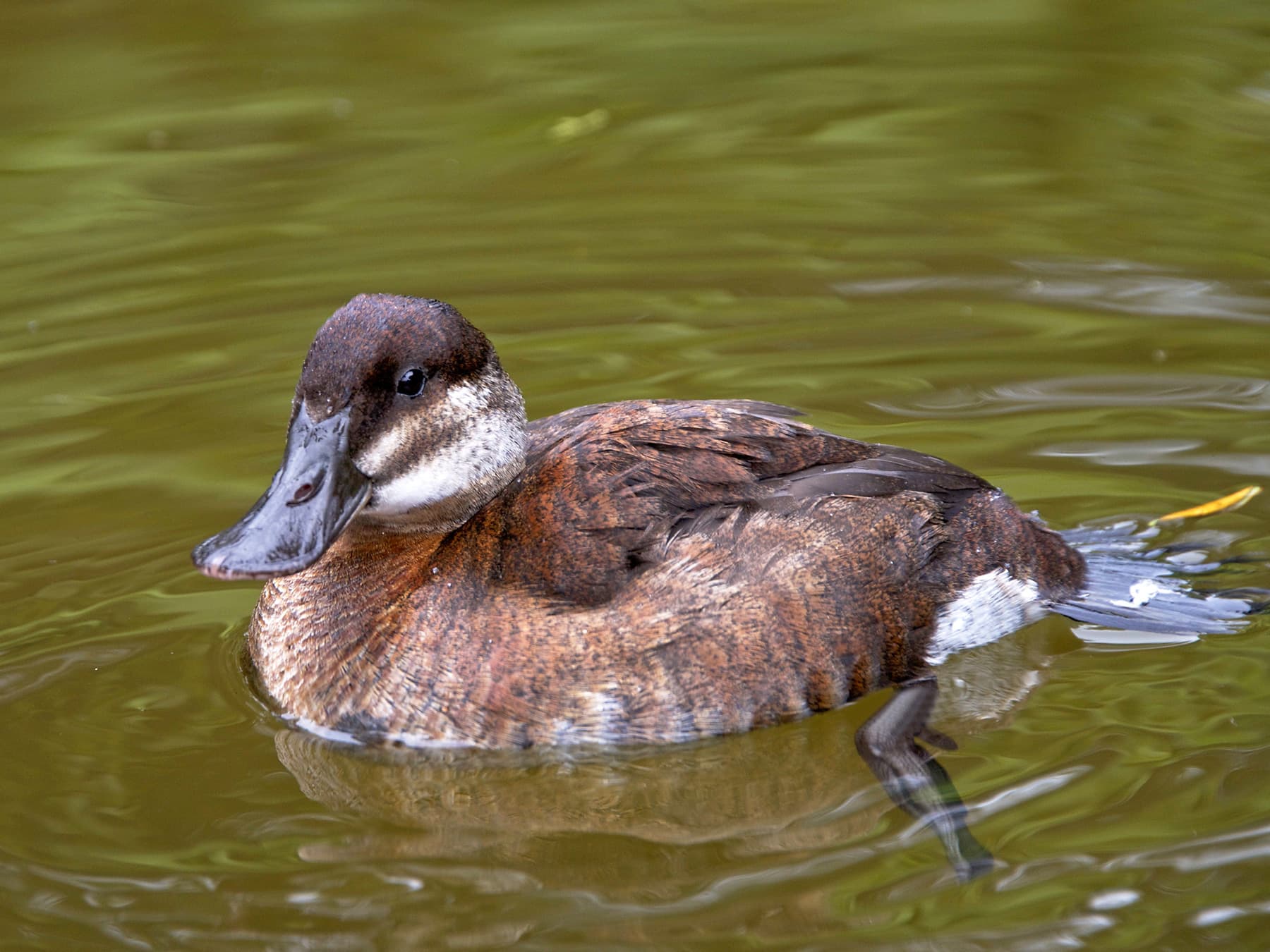 Female Ruddy Duck on the pond swimming