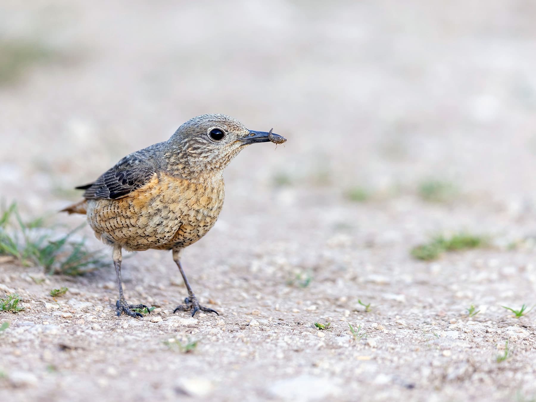Female Rufous-tailed Rock-thrush feeding on insects