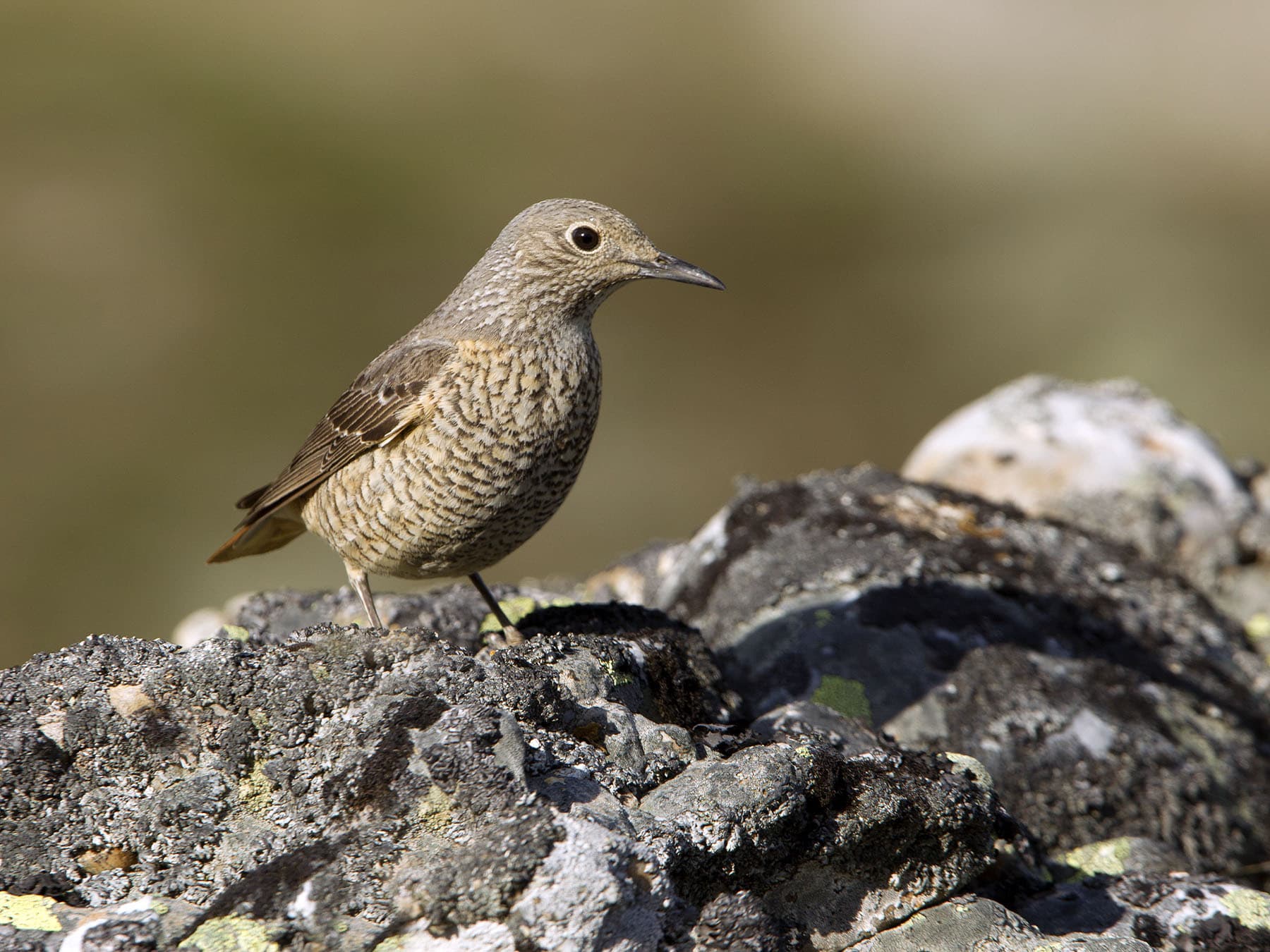 Female Rufous-tailed Rock-thrush