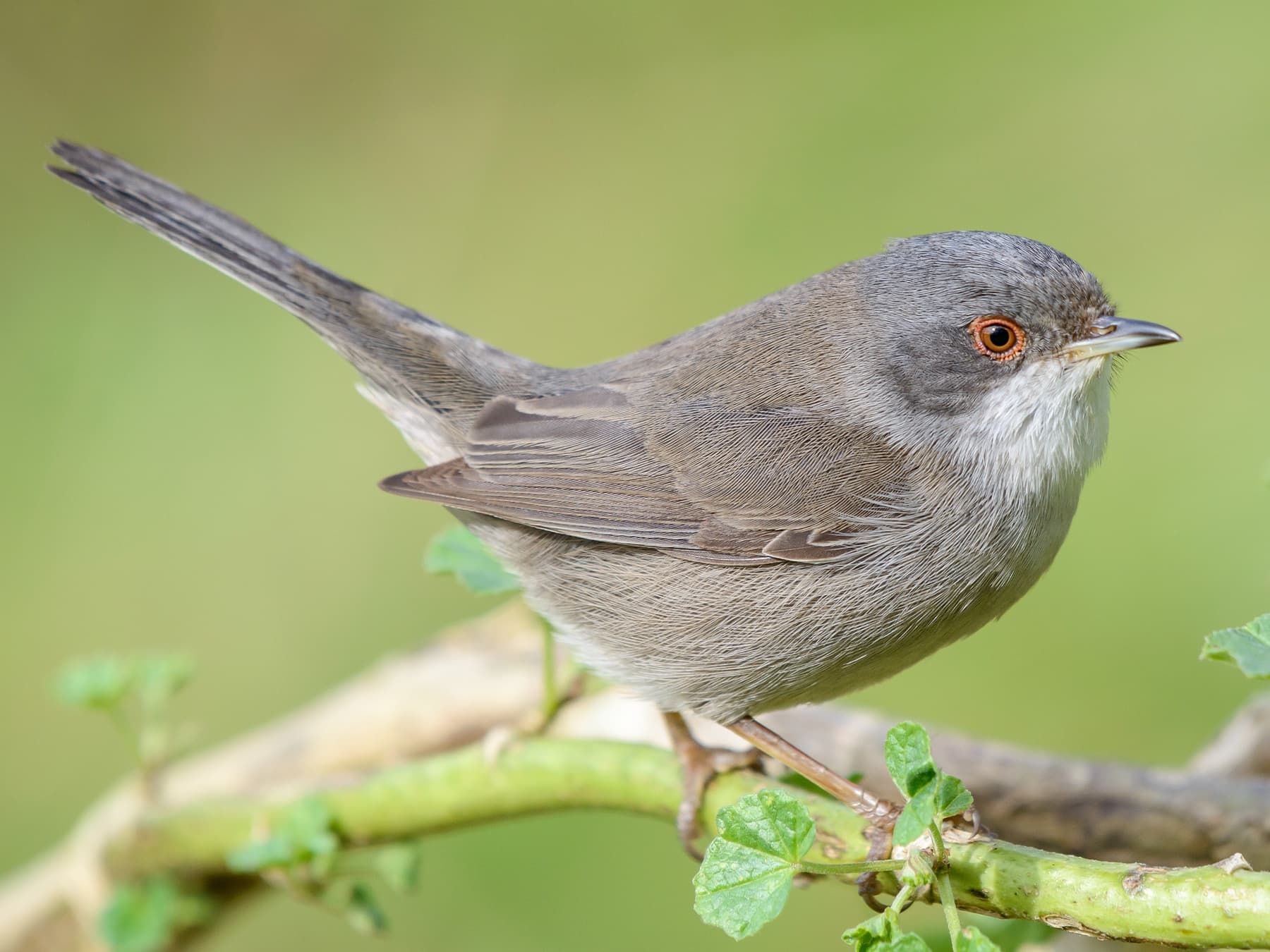 Female Sardinian Warbler