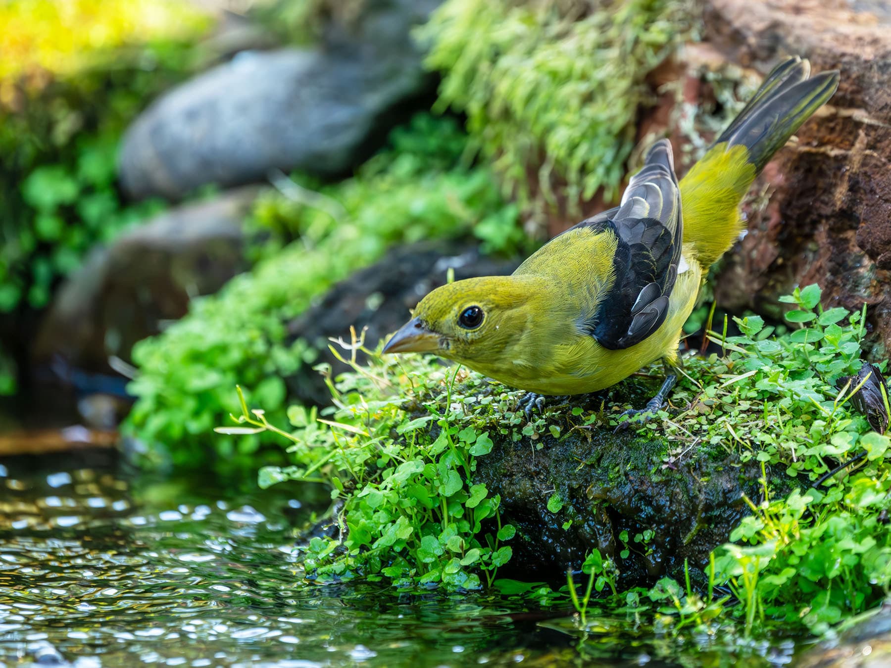 Female Scarlet Tanager next to a stream