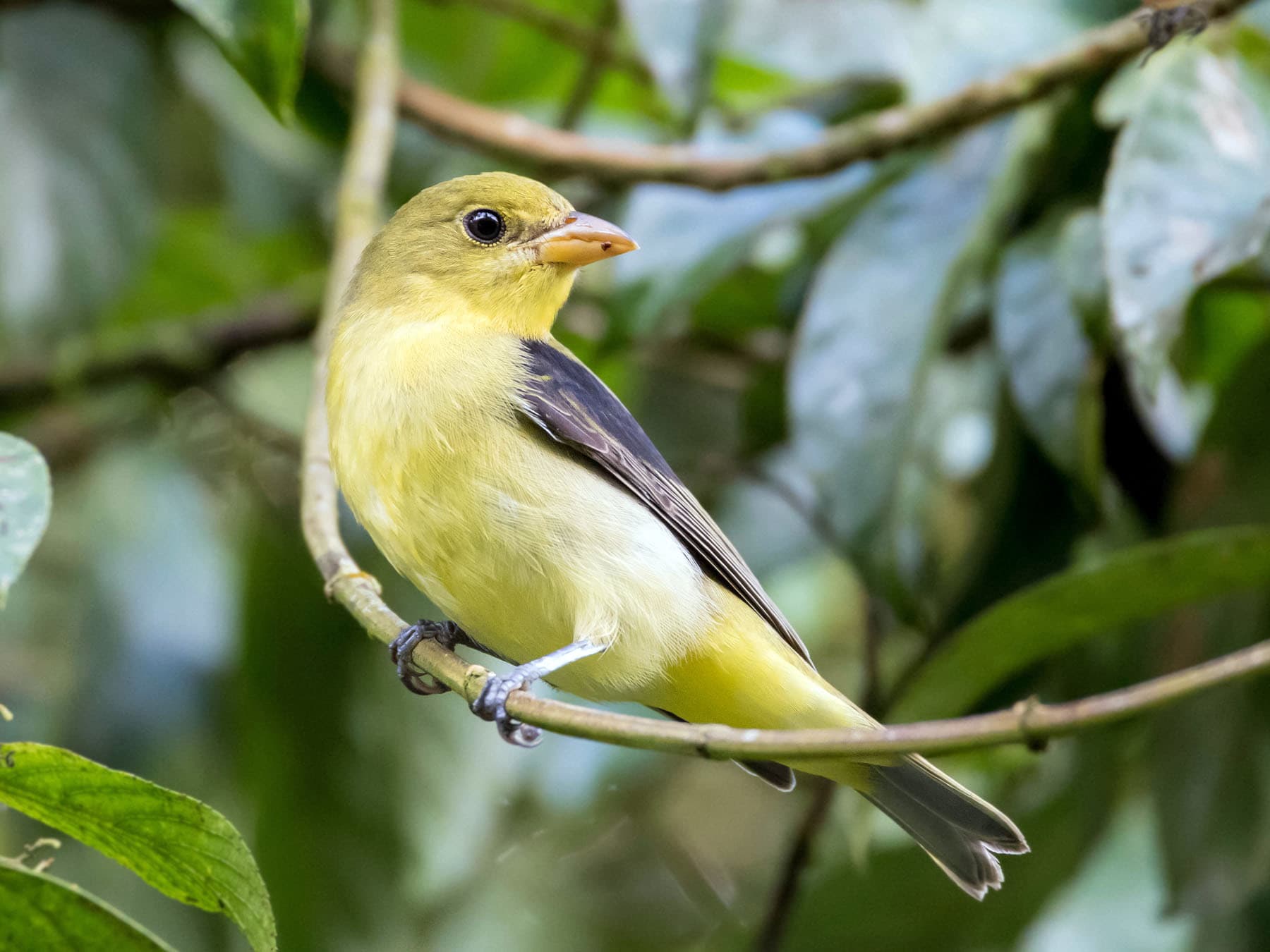 Female Scarlet Tanager perched in a tree