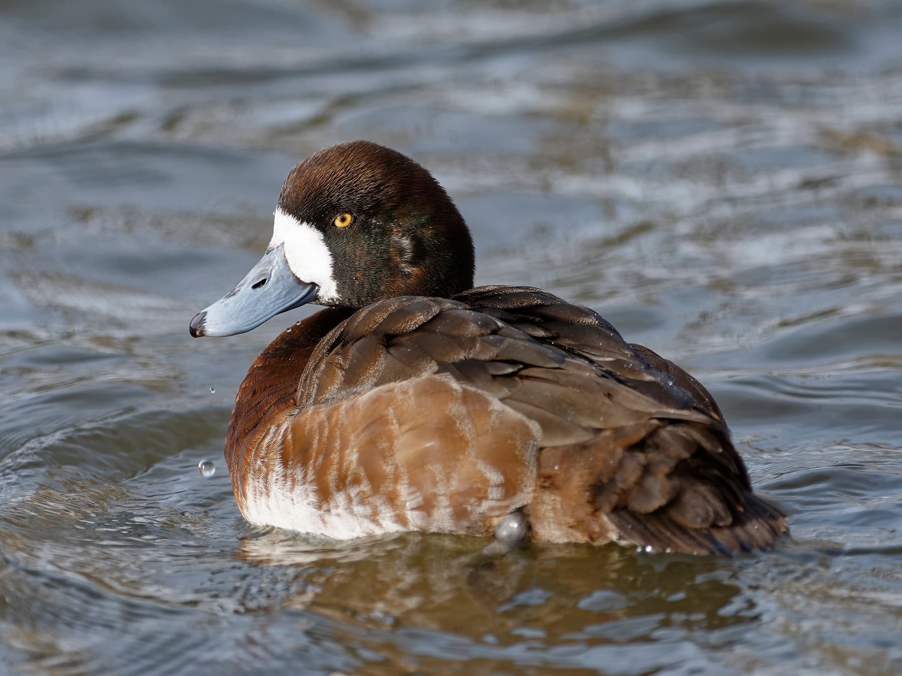 Female Greater Scaup