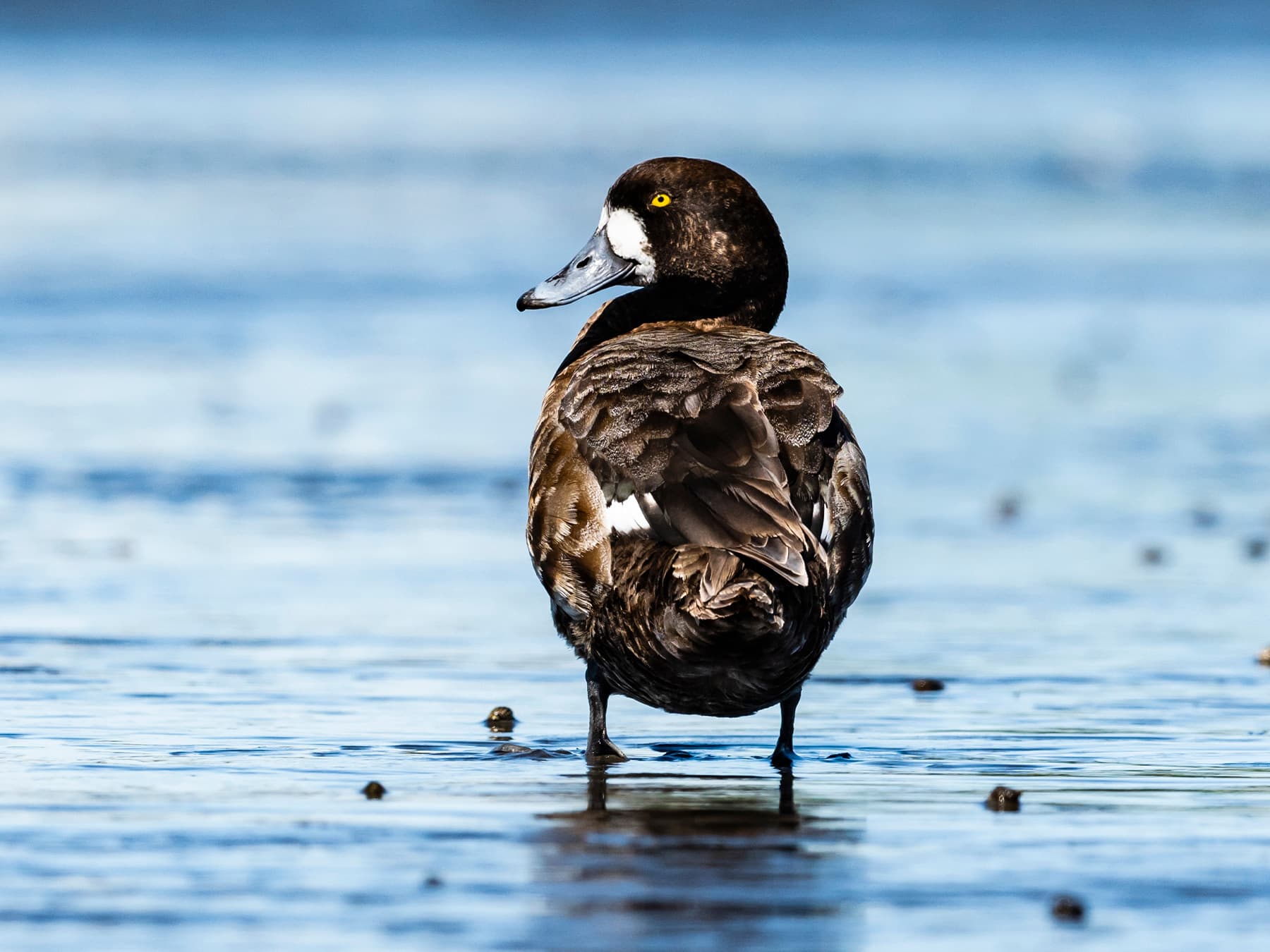 Female Scaup on the edge of the water