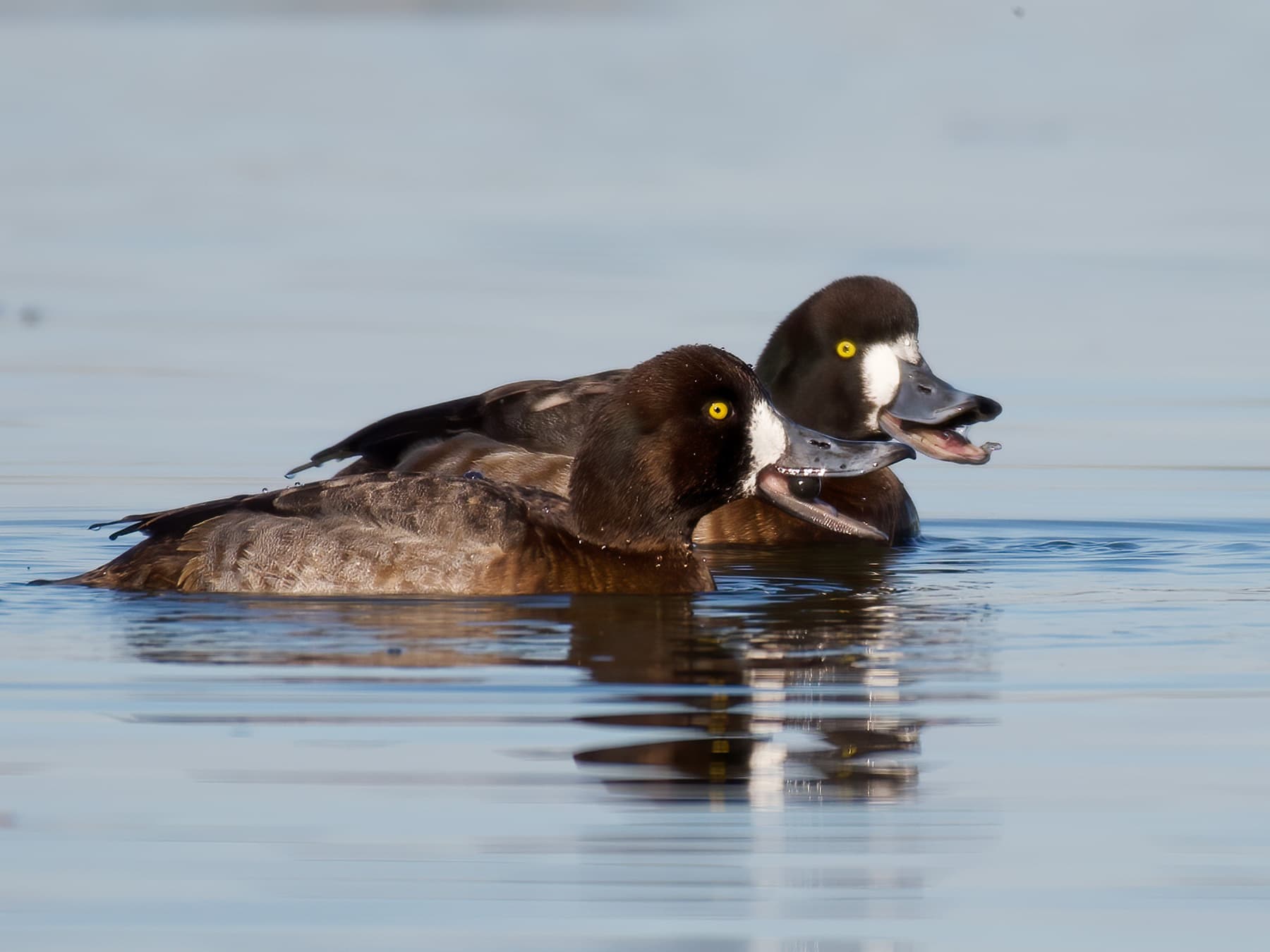 Pair of female Greater Scaups croaking