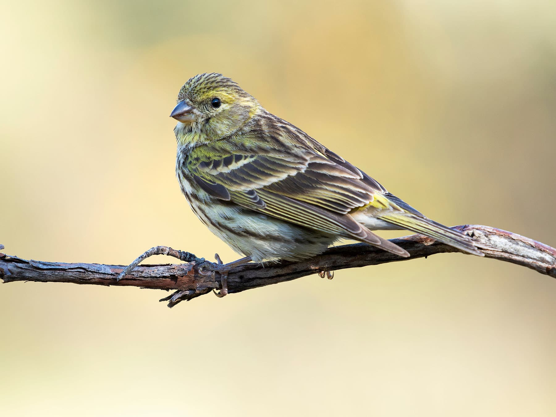 Female Serin