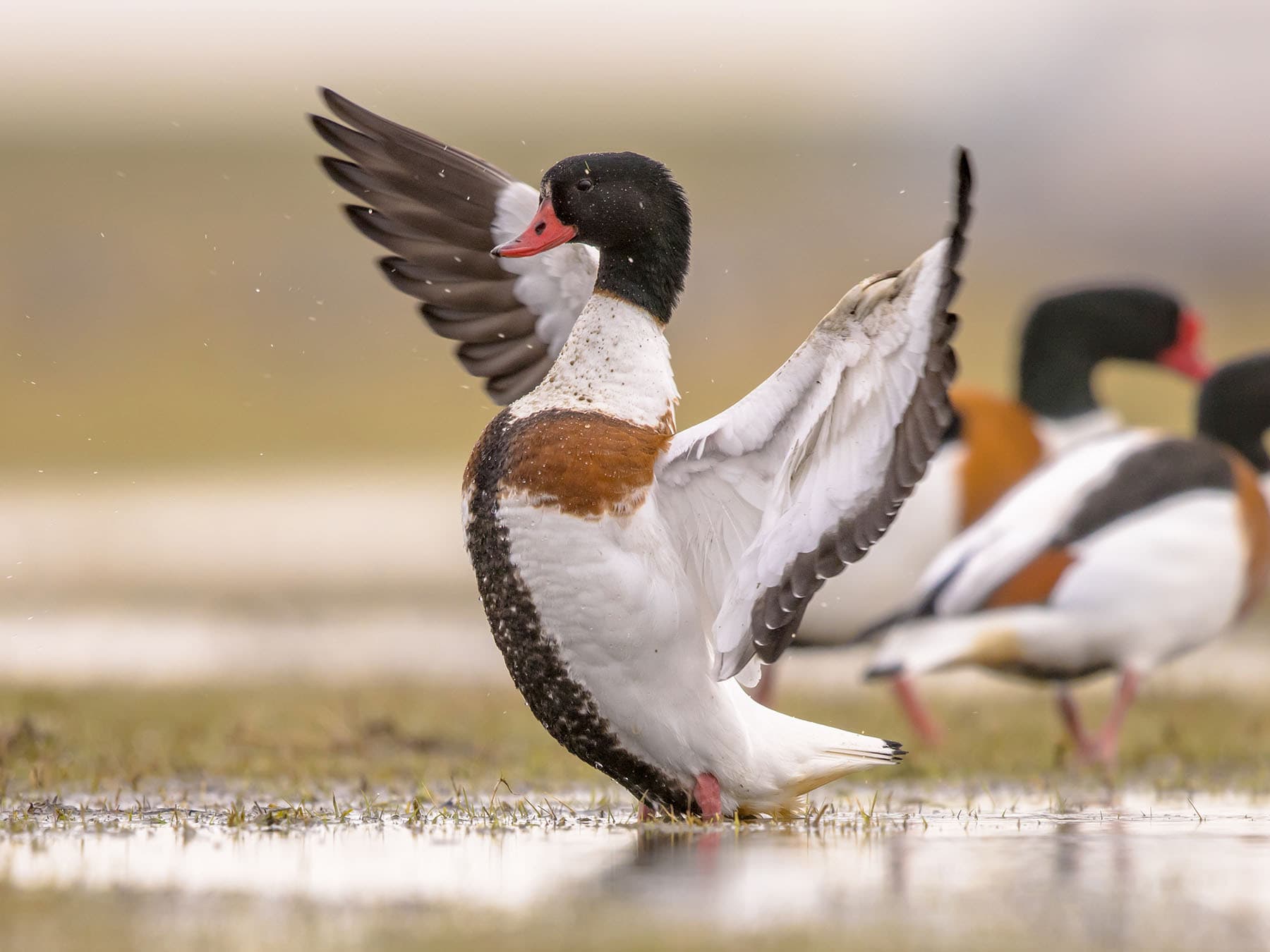 Female Shelduck
