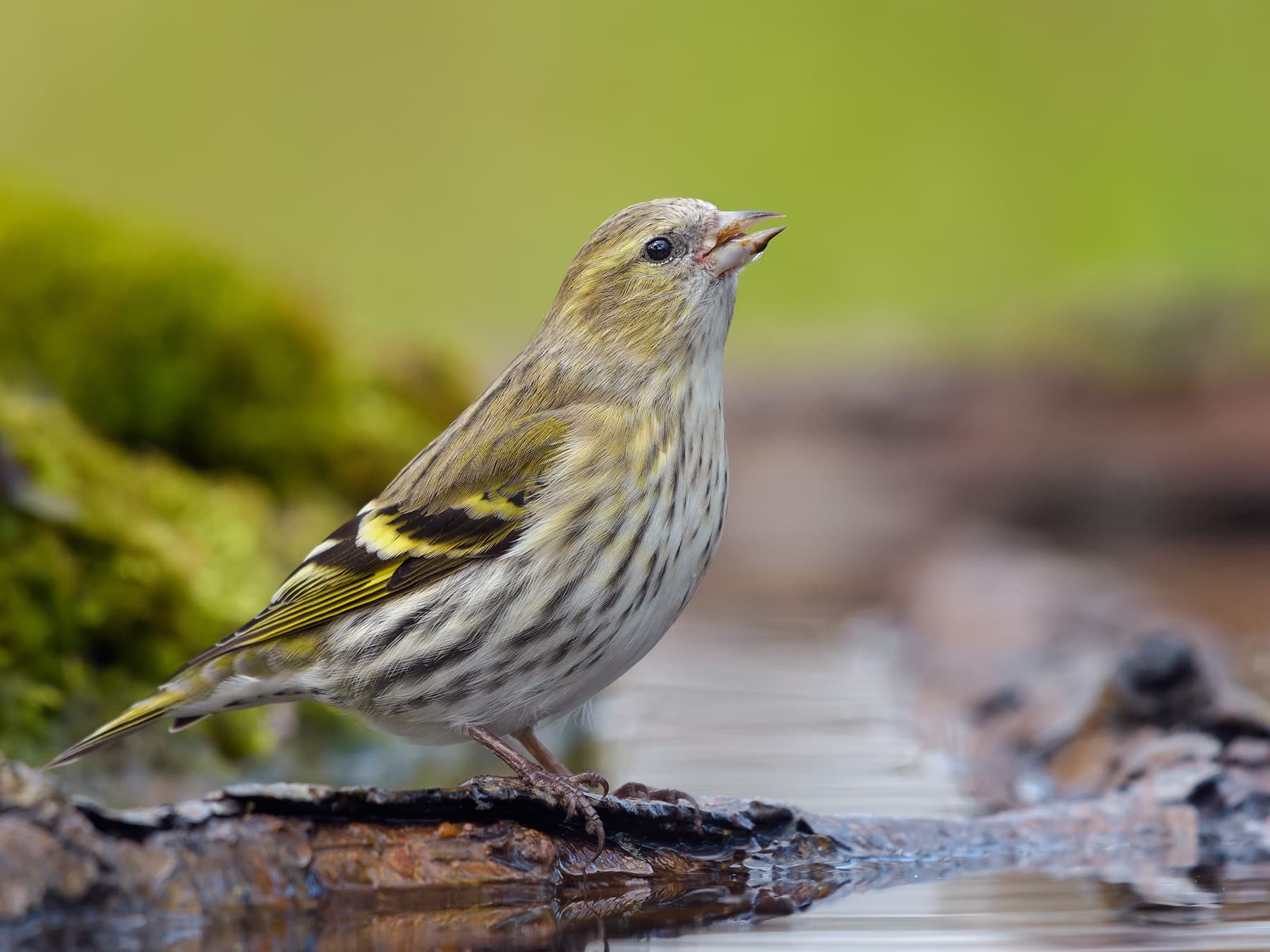 Female Siskin drinking from a watering hole