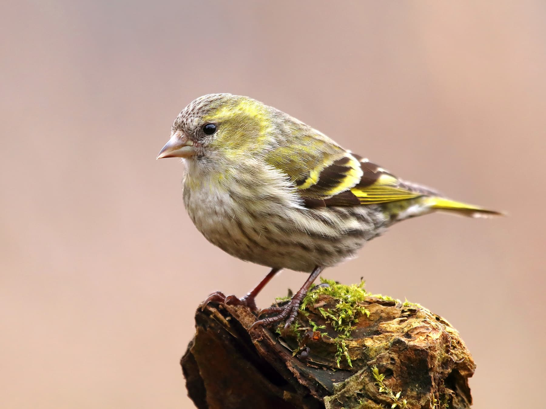 Female Siskin standing on top of a tree stump