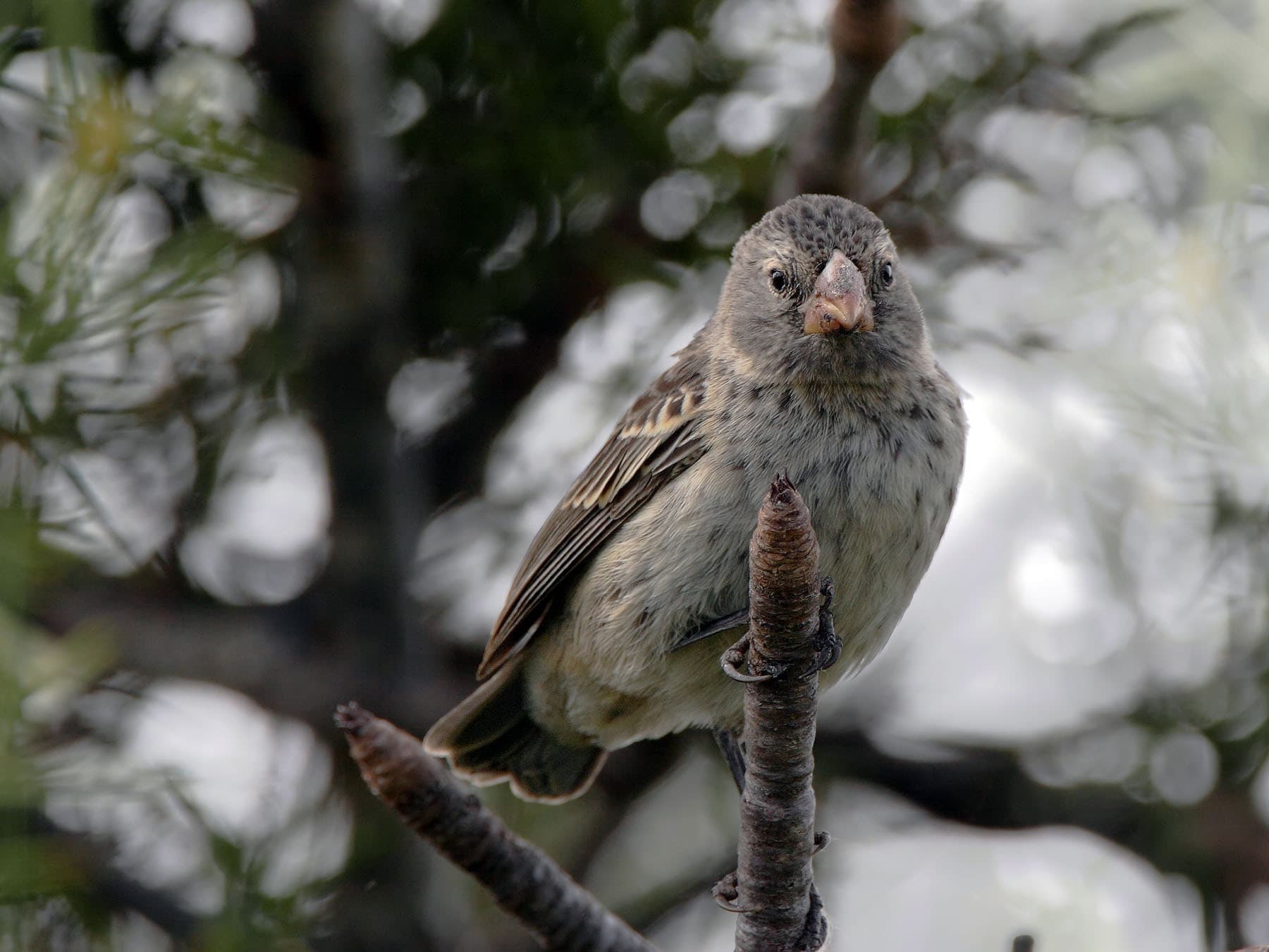 Female Small Ground-finch sitting on a branch
