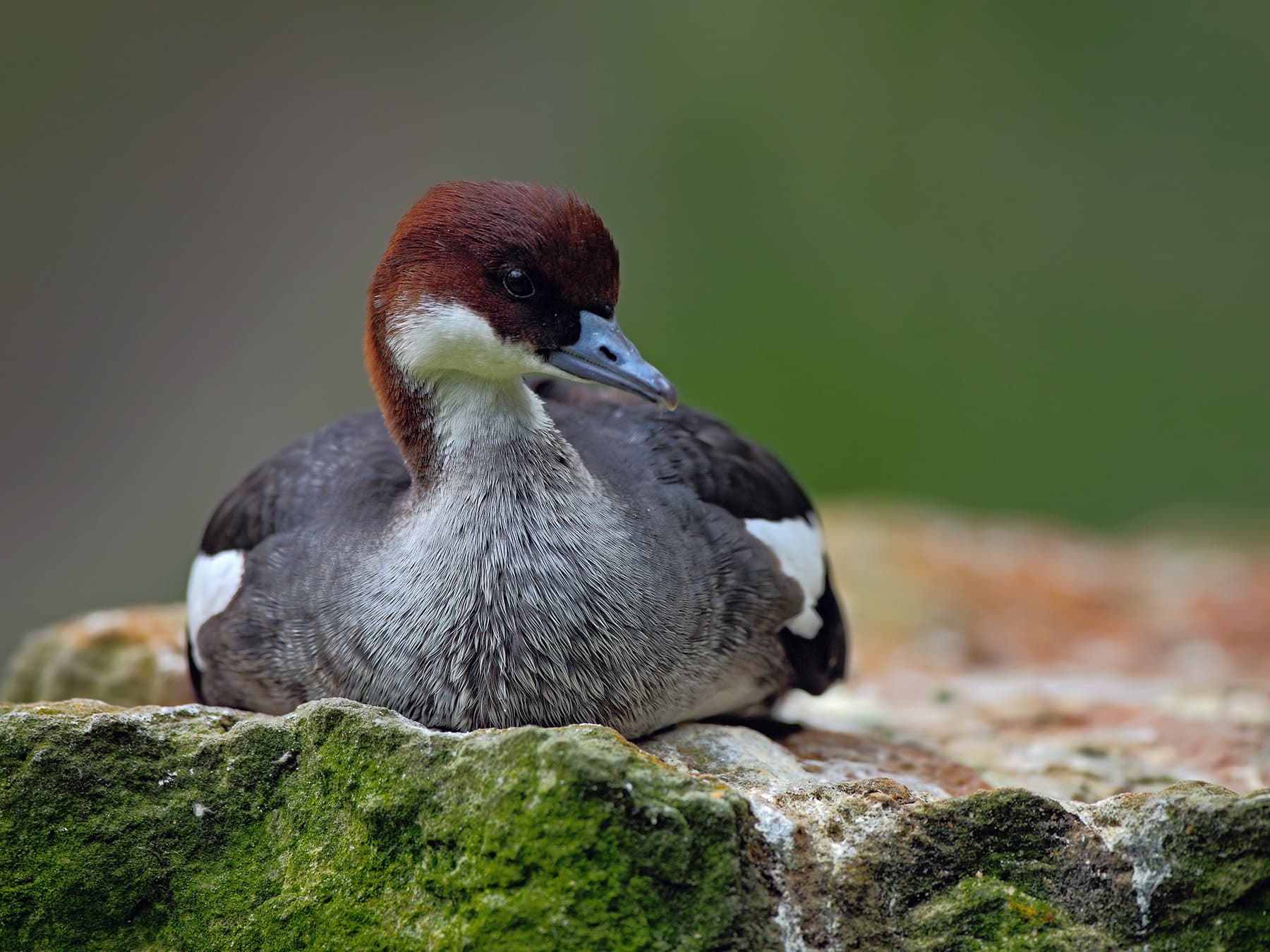 Female Smew resting on the rocks
