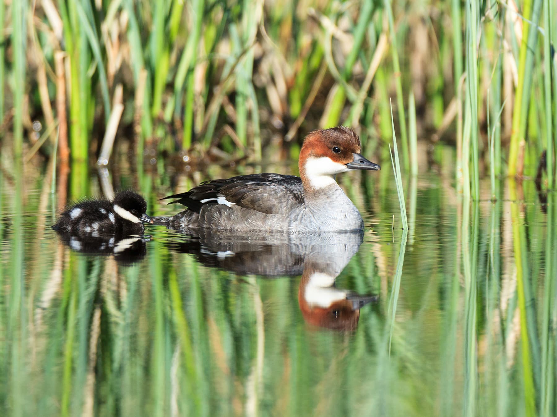 Female Smew with her baby