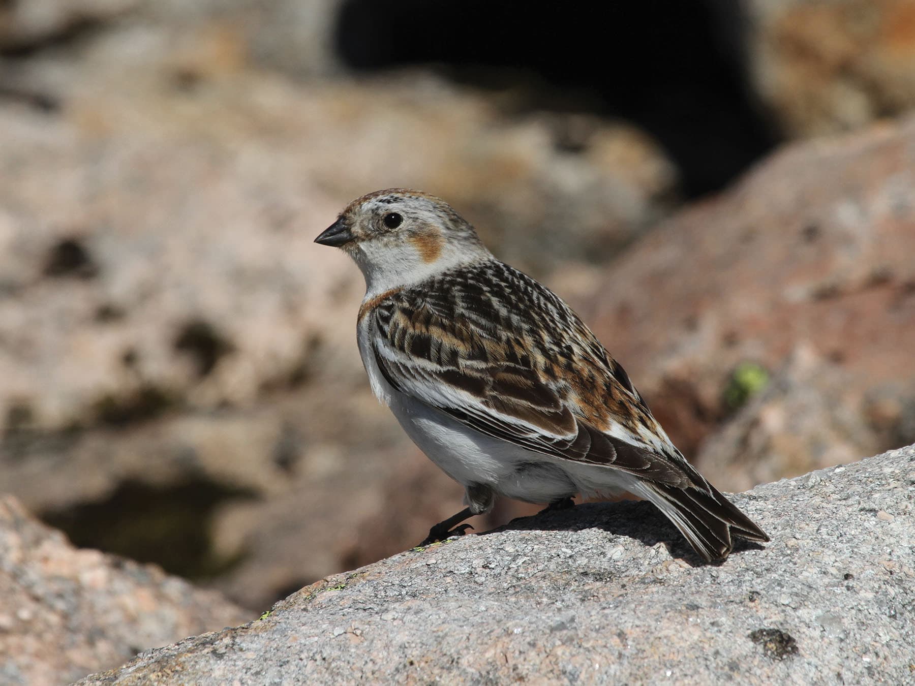 Close up of a female Snow Bunting in summer plumage