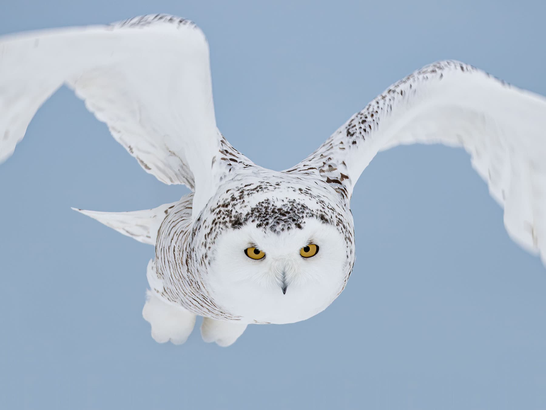 Female snowy owl flight