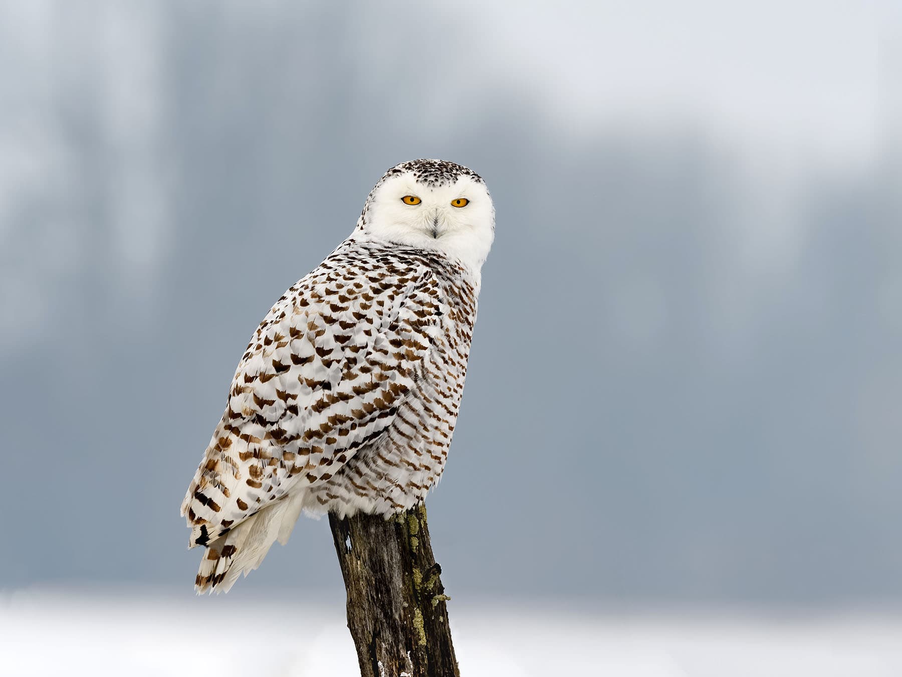 Female snowy owl on wooden post during winter
