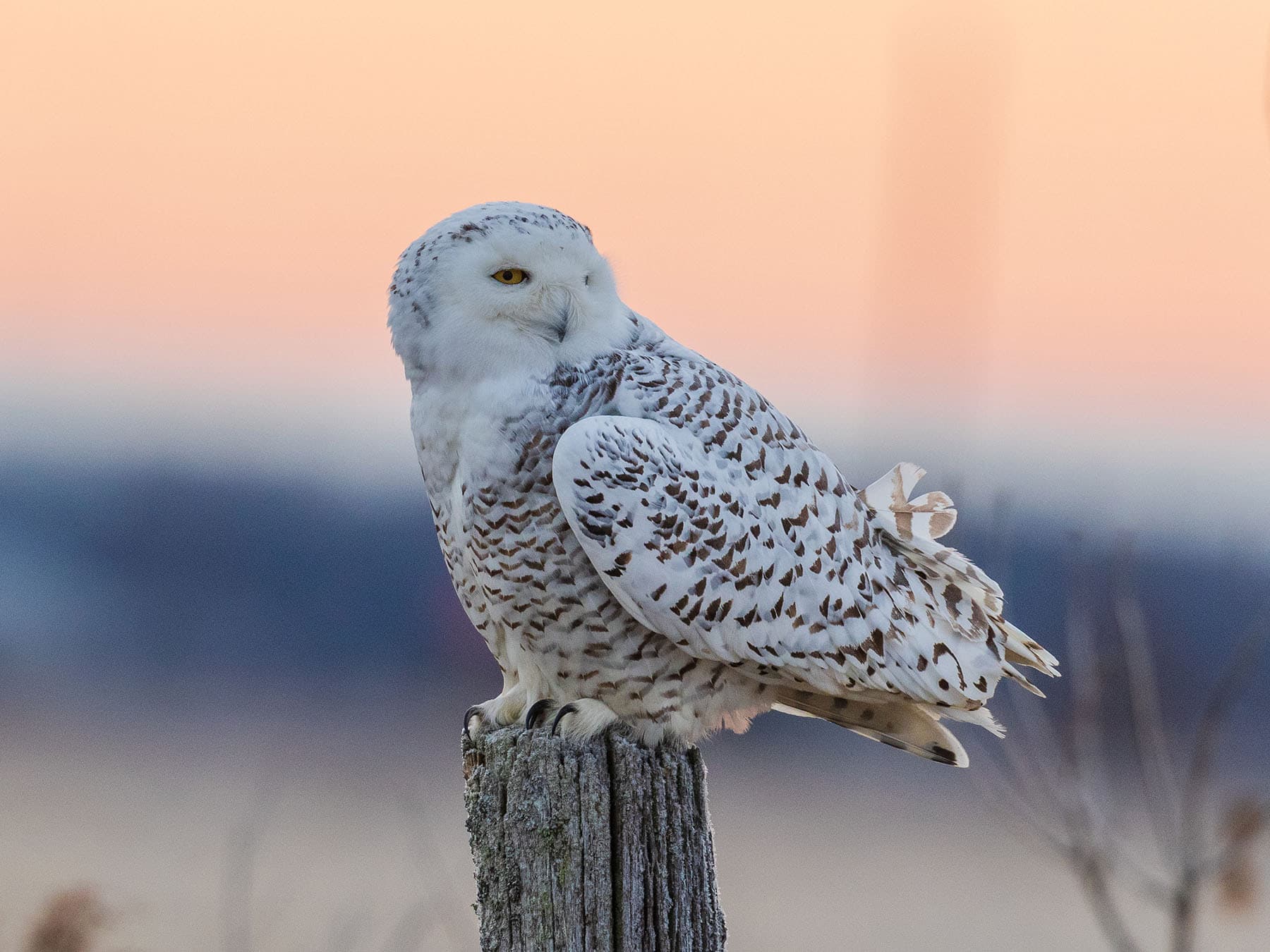 Female snowy owl perched
