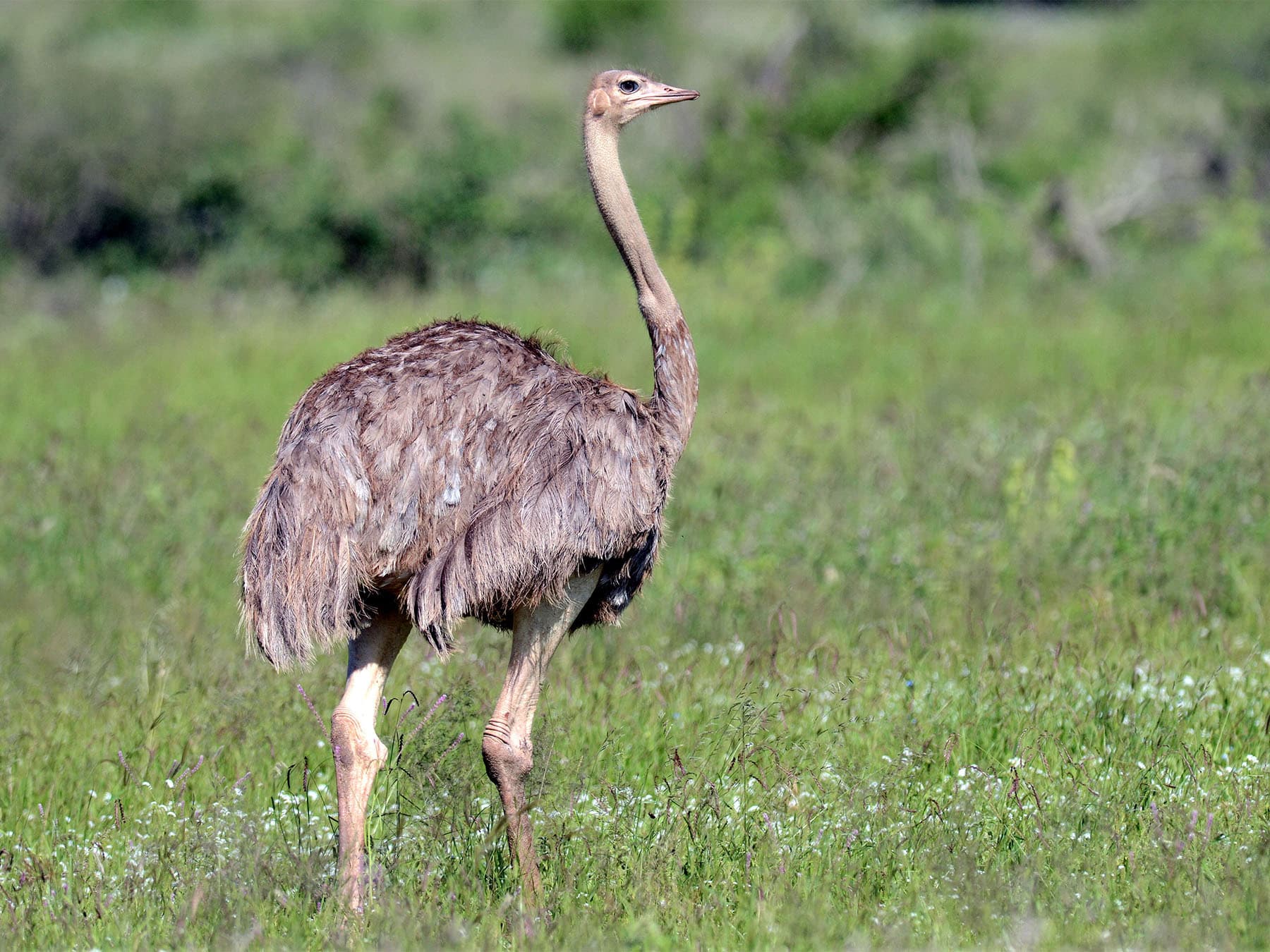Female Somali Ostrich walking in natural habitat