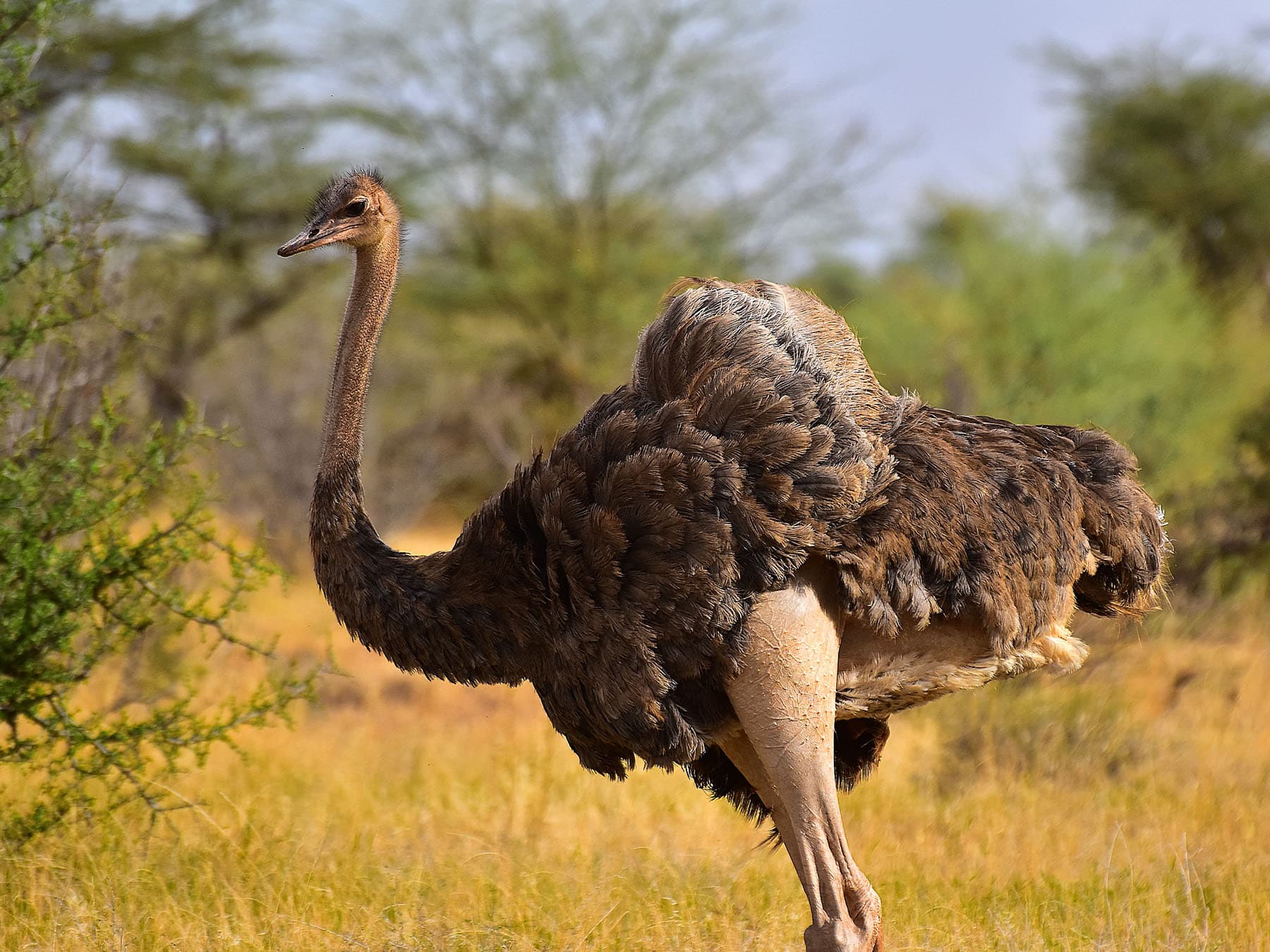 Female Somali Ostrich